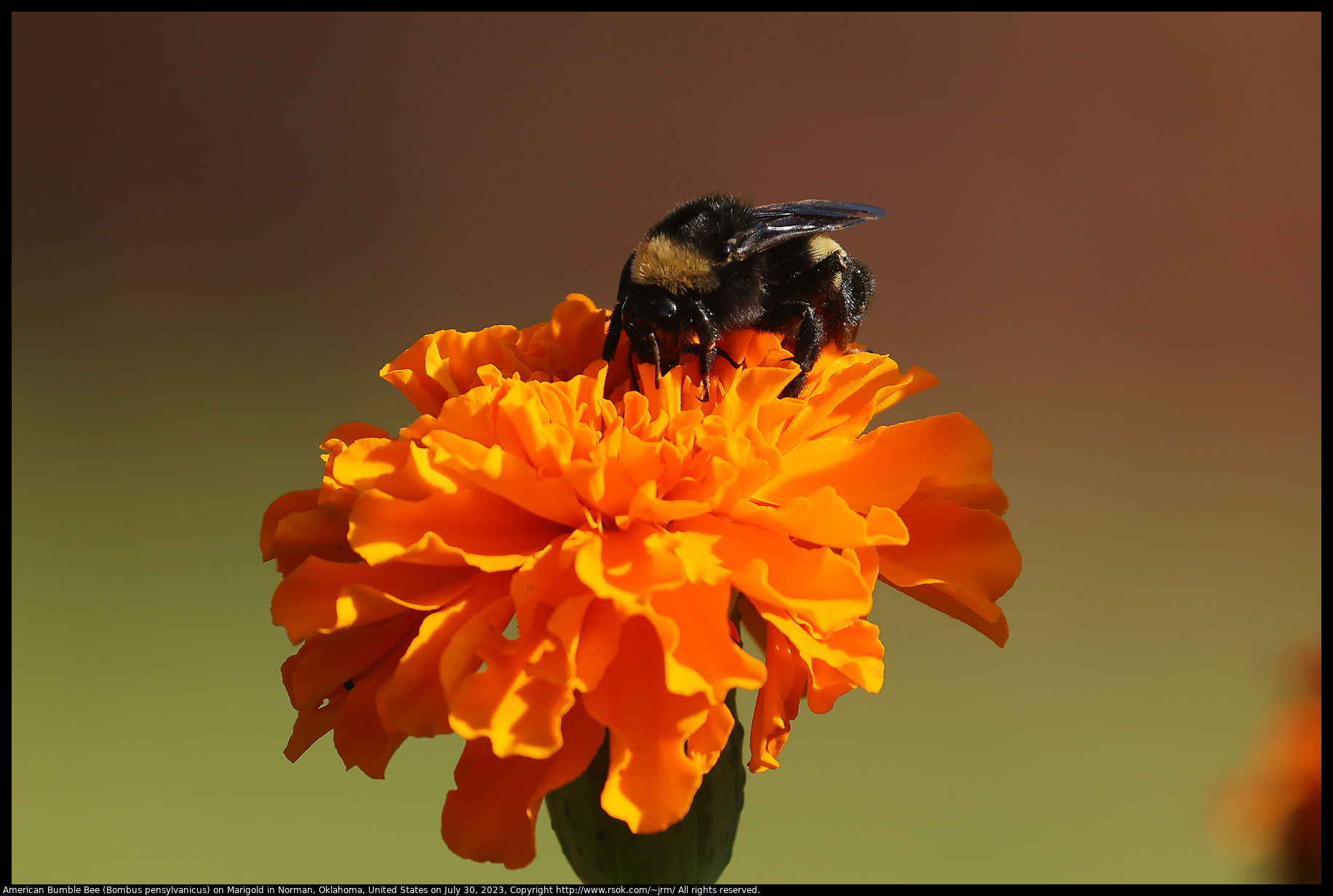 American Bumble Bee (Bombus pensylvanicus) on Marigold in Norman, Oklahoma, United States on July 30, 2023
