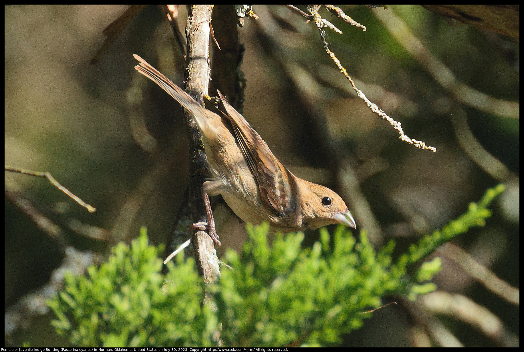 Female or Juvenile Indigo Bunting (Passerina cyanea) in Norman, Oklahoma, United States on July 30, 2023