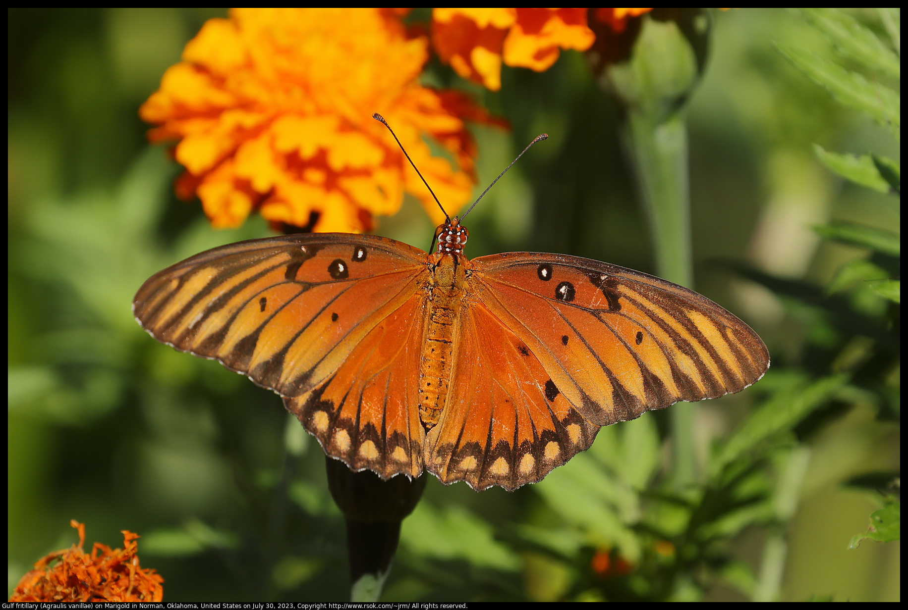 Gulf fritillary (Agraulis vanillae) on Marigold in Norman, Oklahoma, United States on July 30, 2023