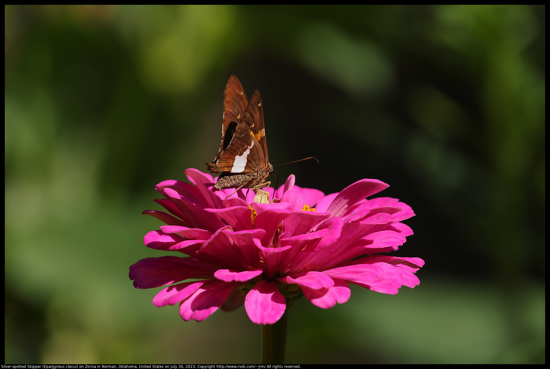 Silver-spotted Skipper (Epargyreus clarus) on Zinnia in Norman, Oklahoma, United States on July 30, 2023