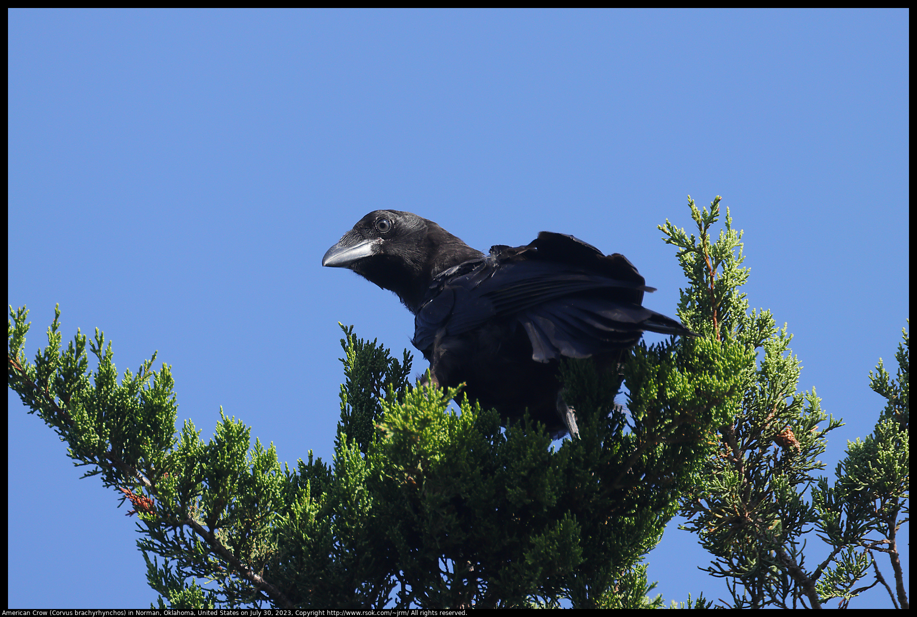 American Crow (Corvus brachyrhynchos) in Norman, Oklahoma, United States on July 30, 2023