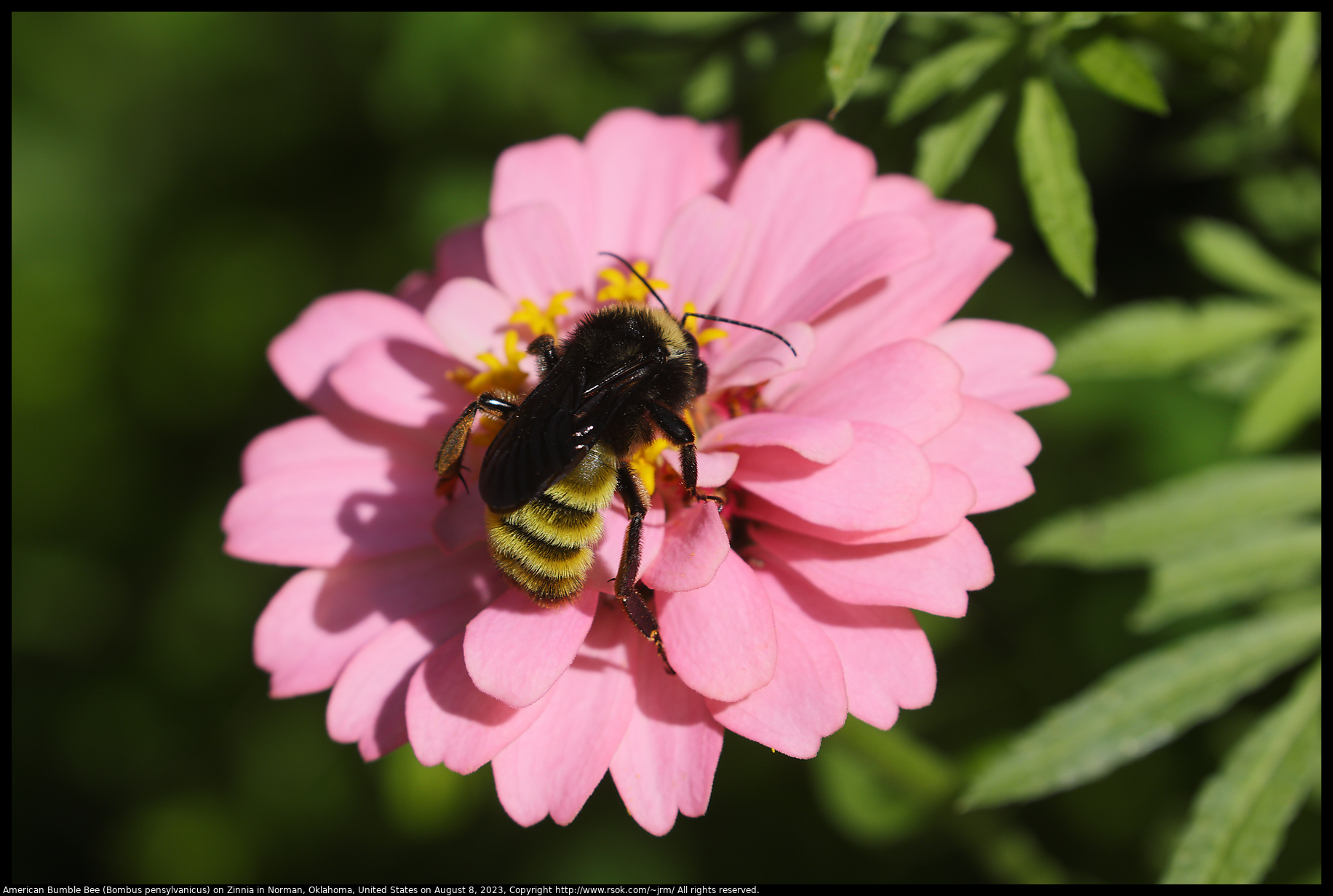 American Bumble Bee (Bombus pensylvanicus) on Zinnia in Norman, Oklahoma, United States on August 8, 2023