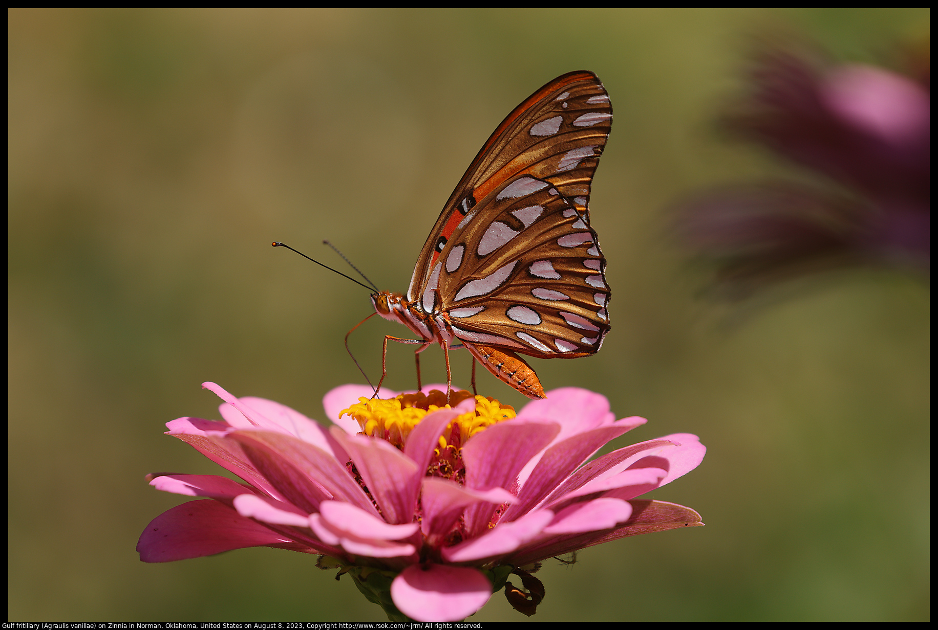 Gulf fritillary (Agraulis vanillae) on Zinnia in Norman, Oklahoma, United States on August 8, 2023