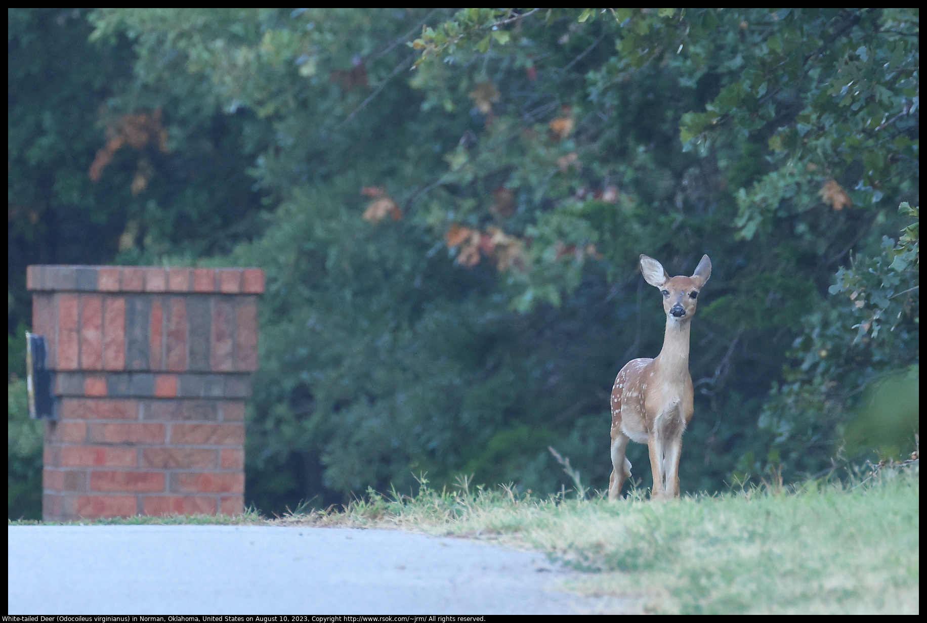 White-tailed Deer (Odocoileus virginianus) in Norman, Oklahoma, August 10, 2023
