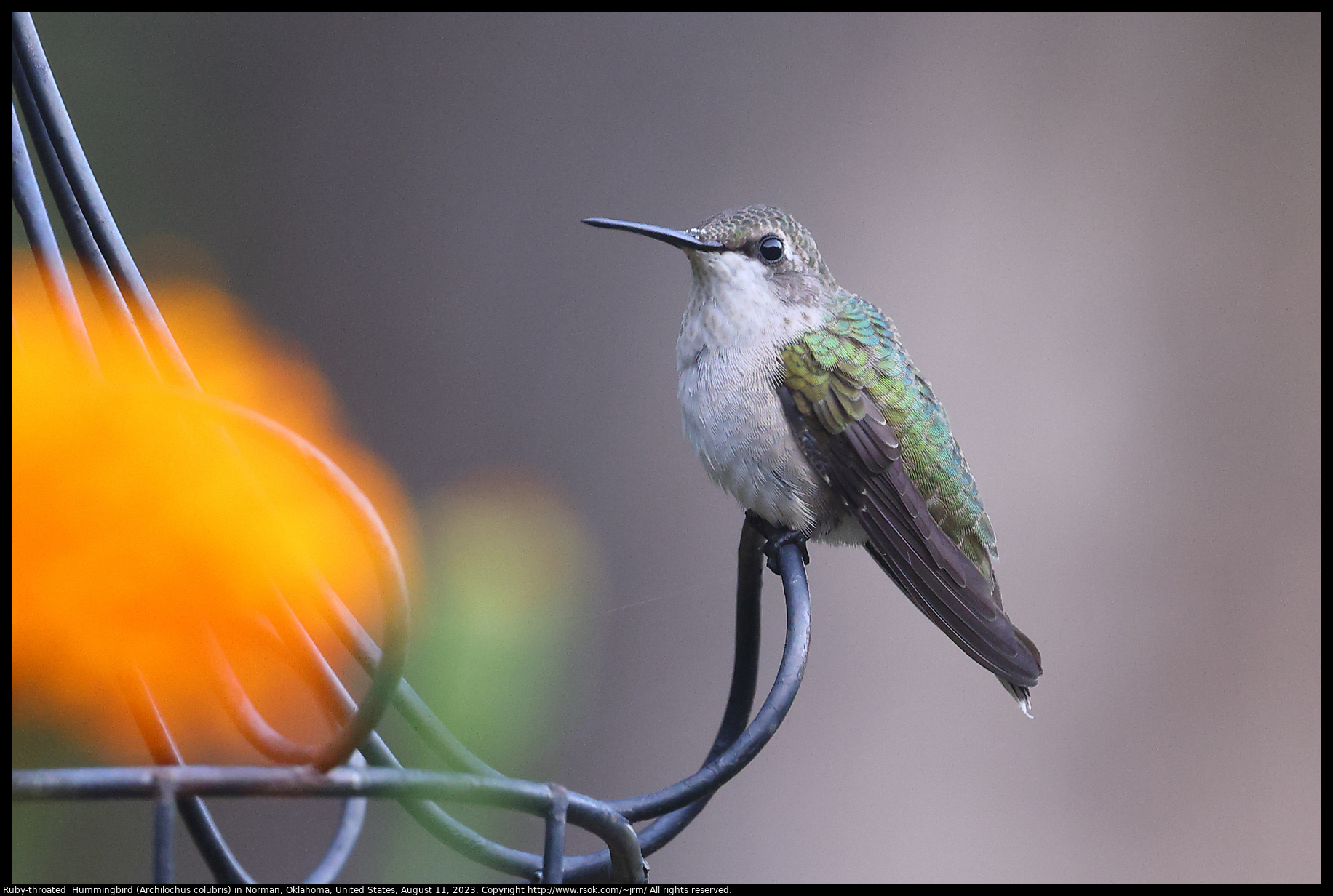 Ruby-throated  Hummingbird (Archilochus colubris) in Norman, Oklahoma, United States, August 11, 2023