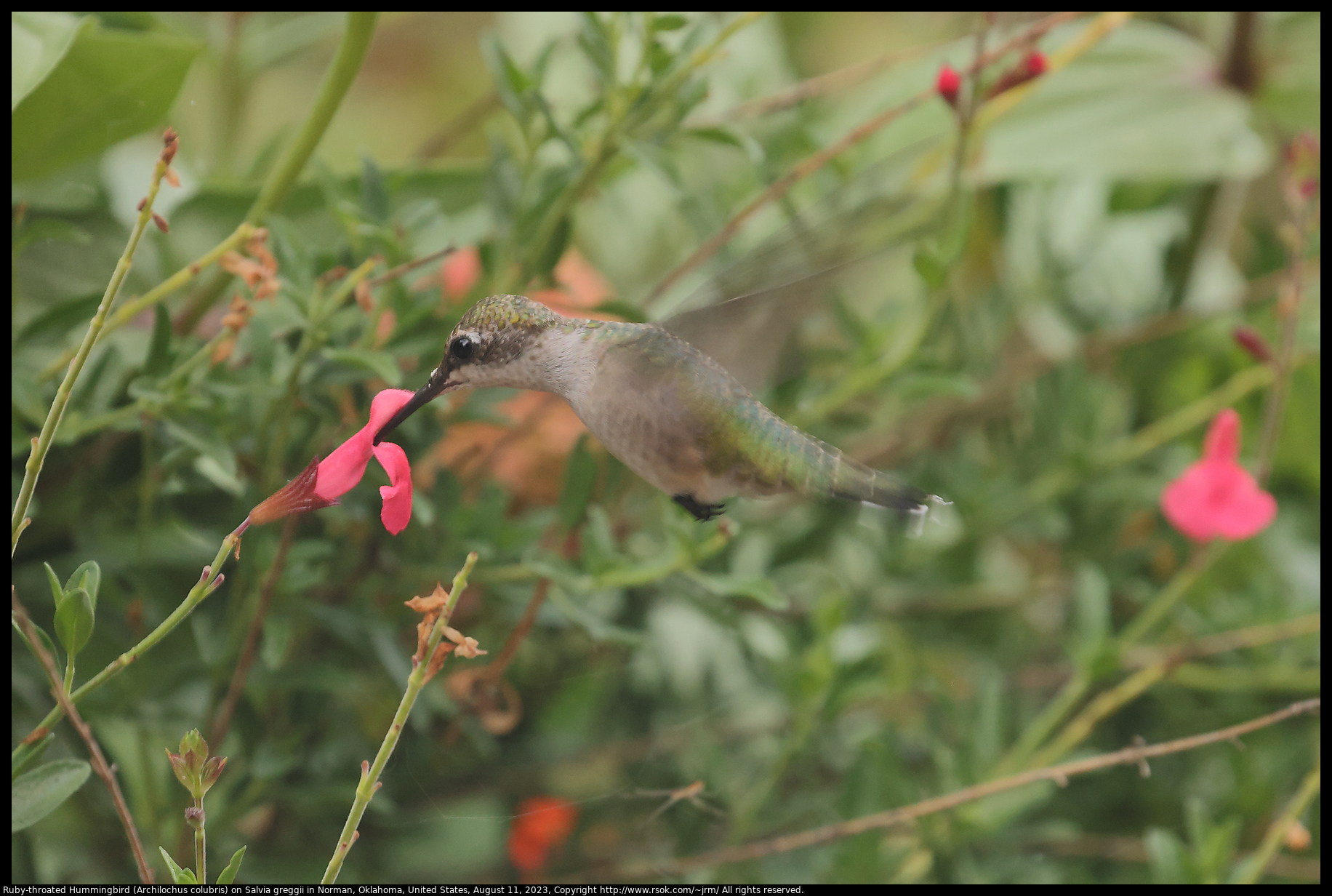 Ruby-throated  Hummingbird (Archilochus colubris) on Salvia greggii in Norman, Oklahoma, United States, August 11, 2023