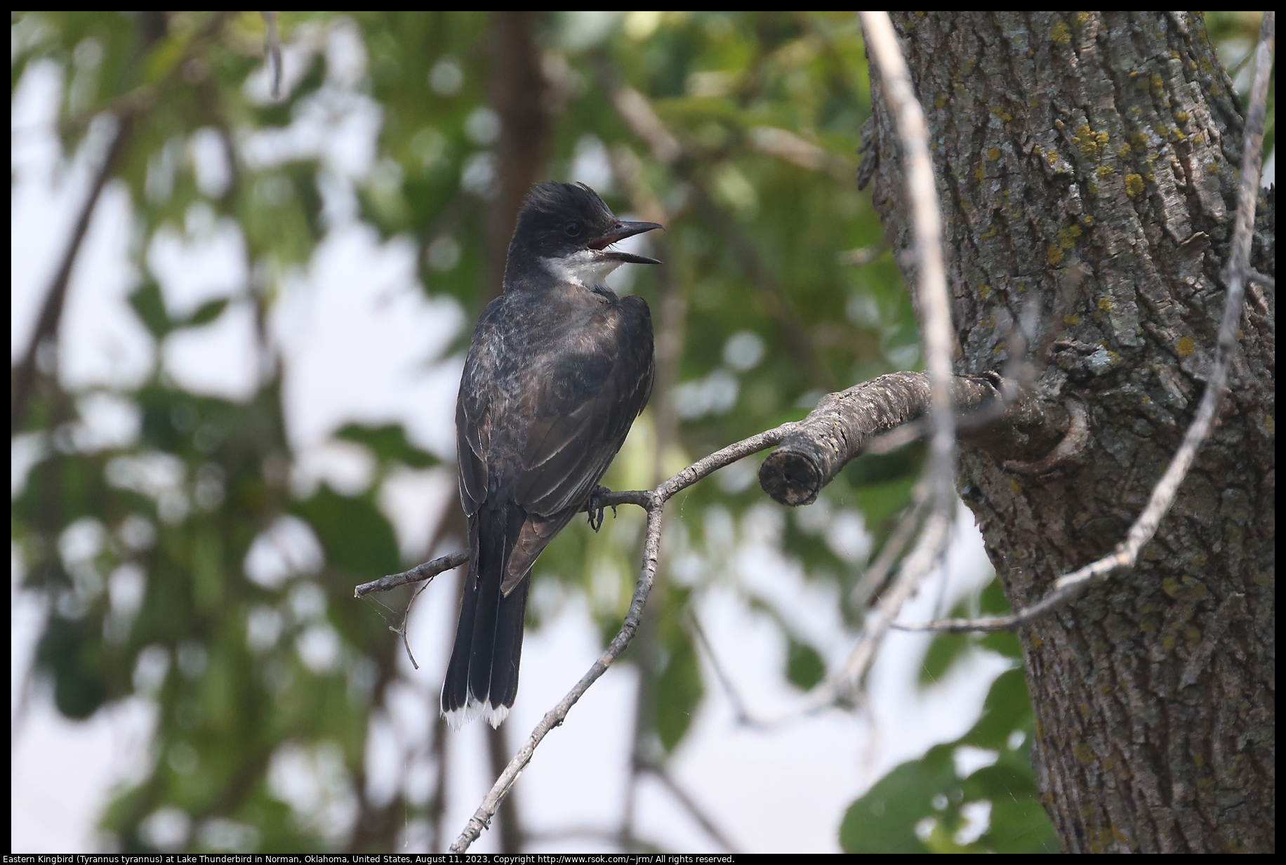 Eastern Kingbird (Tyrannus tyrannus) at Lake Thunderbird in Norman, Oklahoma, United States, August 11, 2023