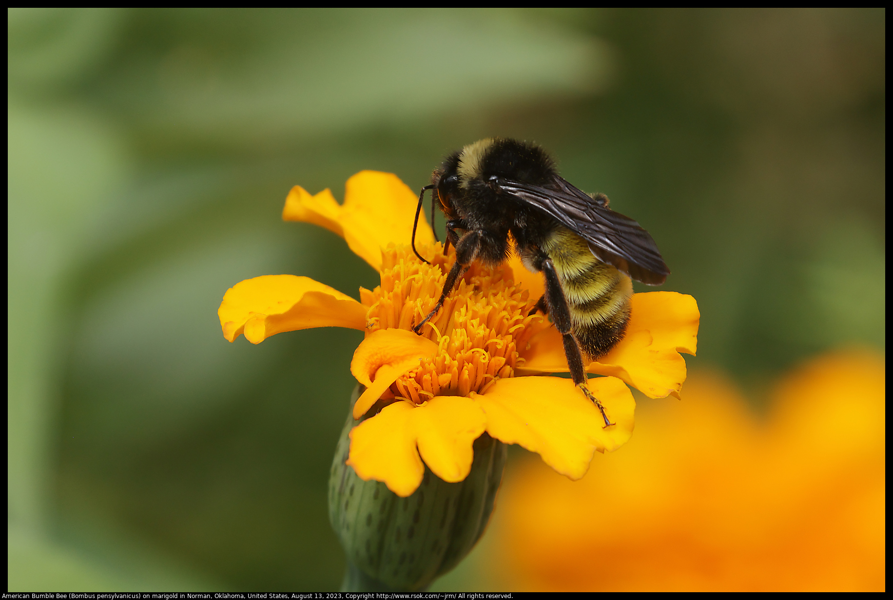 American Bumble Bee (Bombus pensylvanicus) on marigold in Norman, Oklahoma, United States on August 13, 2023