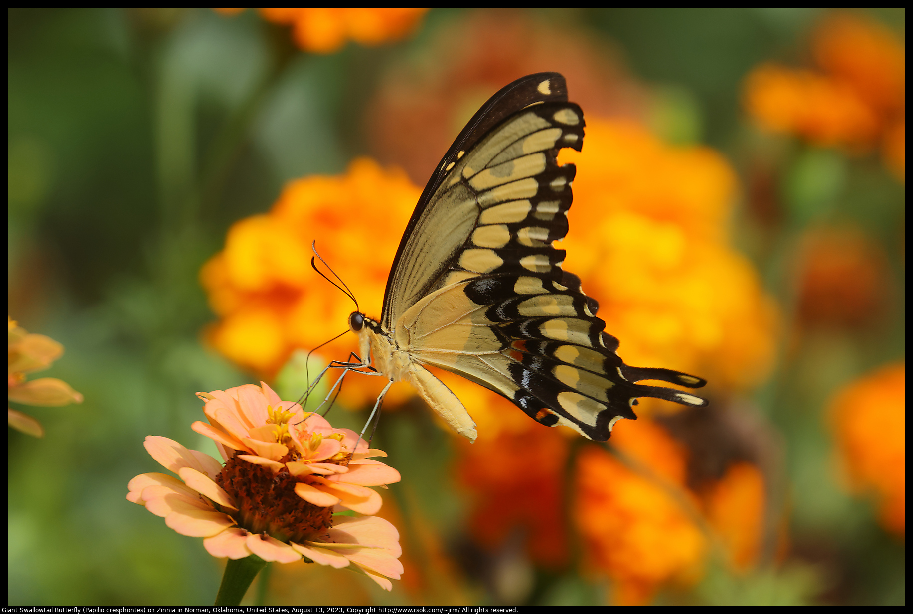 Giant Swallowtail Butterfly (Papilio cresphontes) on Zinnia in Norman, Oklahoma, United States on August 13, 2023