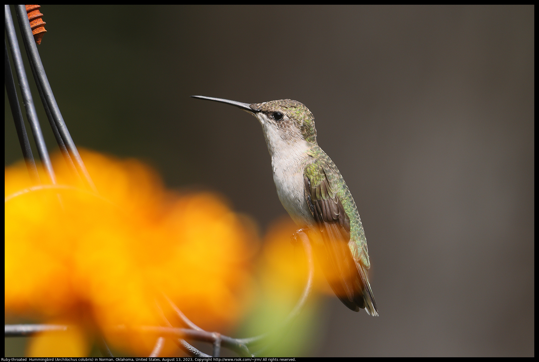 Ruby-throated  Hummingbird (Archilochus colubris) in Norman, Oklahoma, United States, August 13, 2023