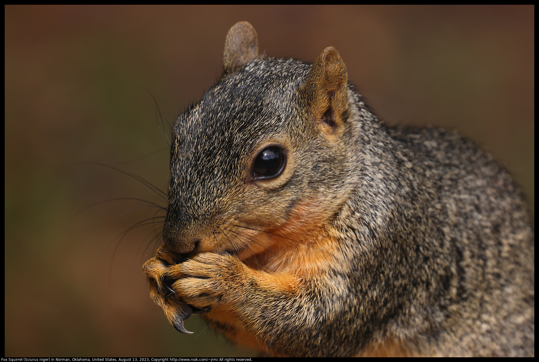Fox Squirrel (Sciurus niger) in Norman, Oklahoma, United States on August 13, 2023