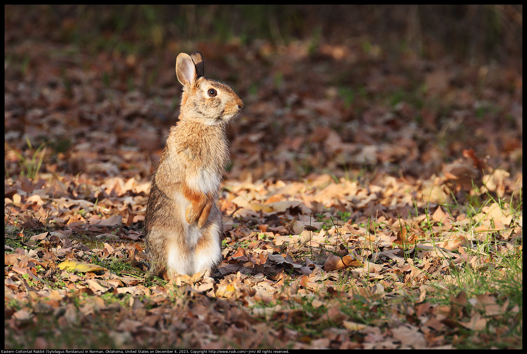 Eastern Cottontail Rabbit (Sylvilagus floridanus) in Norman, Oklahoma, United States on December 4, 2023