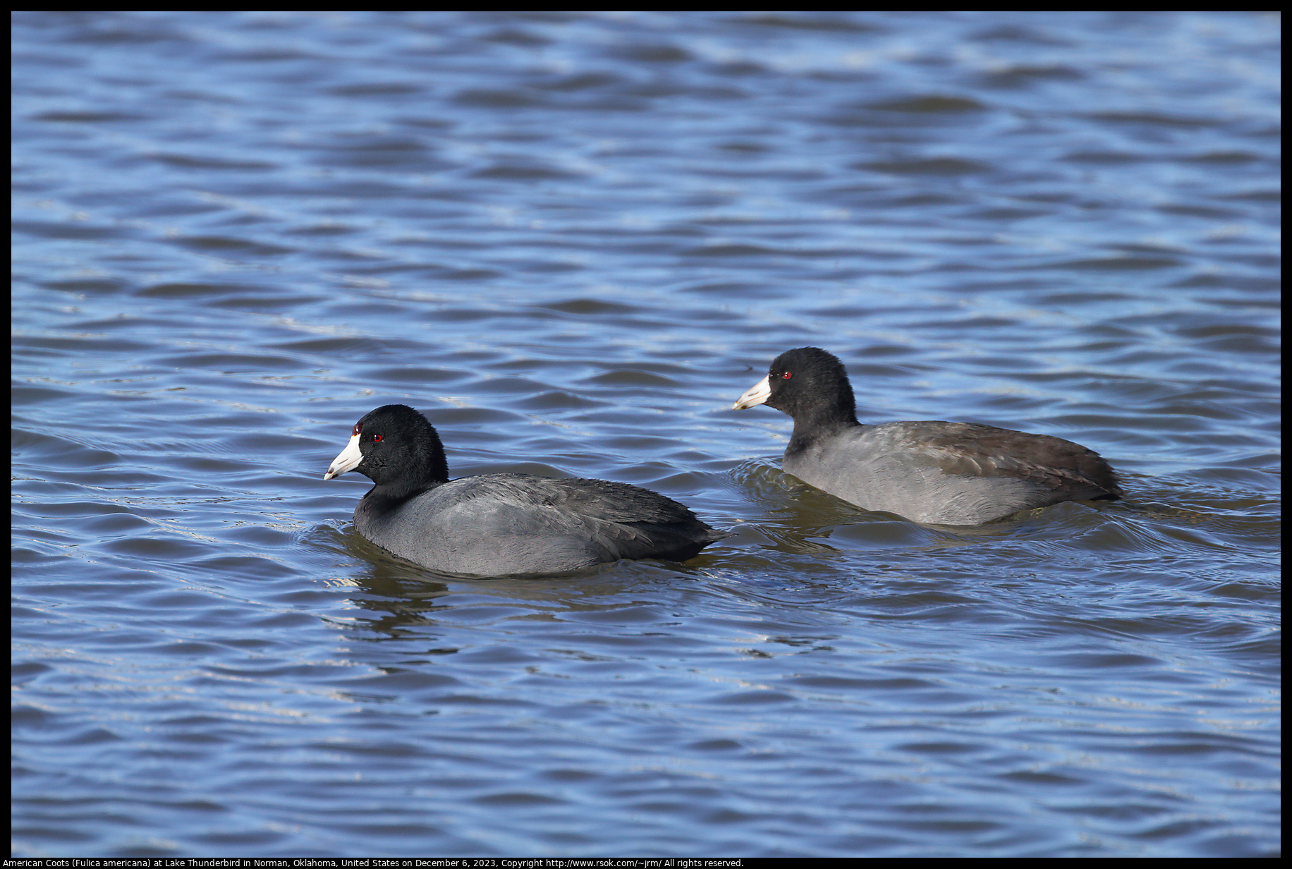 American Coots (Fulica americana) at Lake Thunderbird in Norman, Oklahoma, United States on December 6, 2023