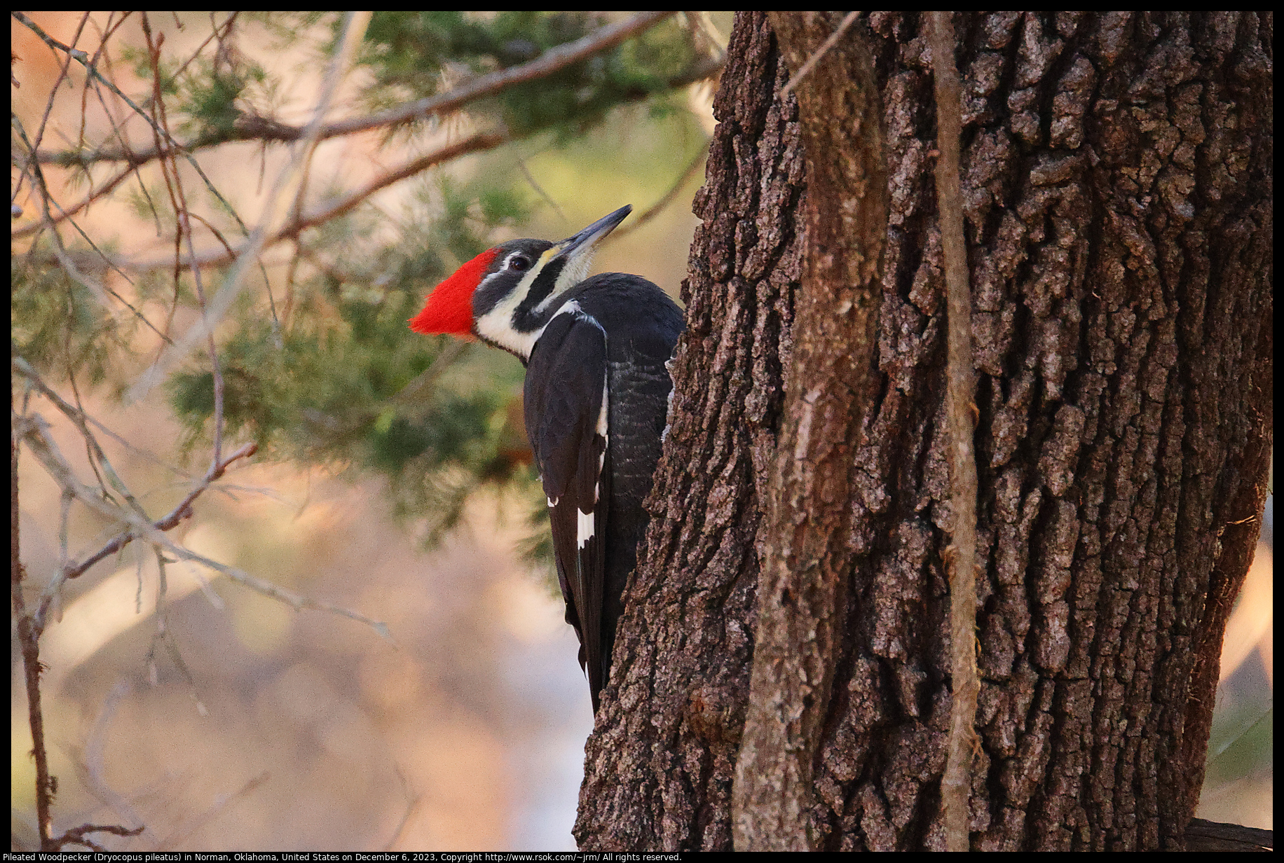Pileated Woodpecker (Dryocopus pileatus) in Norman, Oklahoma, United States on December 6, 2023