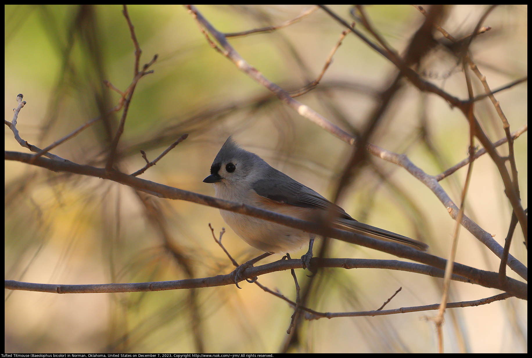 Tufted Titmouse (Baeolophus bicolor) in Norman, Oklahoma, United States on December 7, 2023