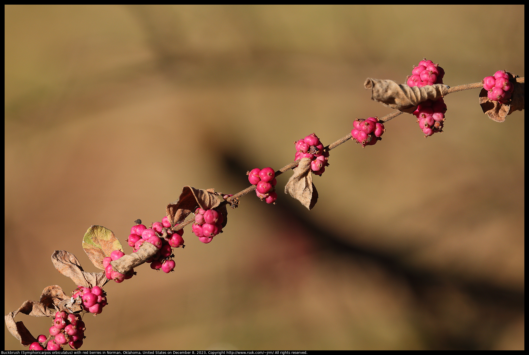Buckbrush (Symphoricarpos orbiculatus) with red berries in Norman, Oklahoma, United States on December 8, 2023