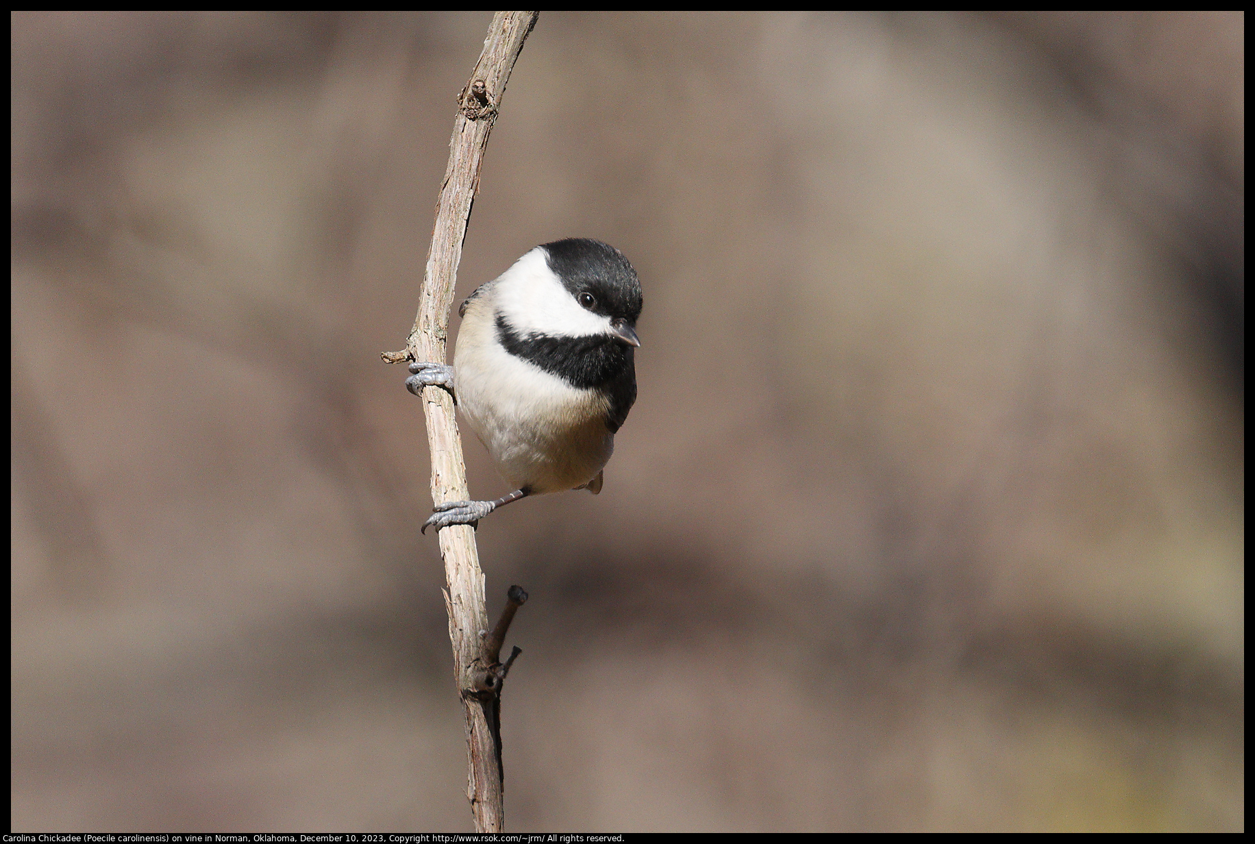 Carolina Chickadee (Poecile carolinensis) on vine in Norman, Oklahoma, December 10, 2023