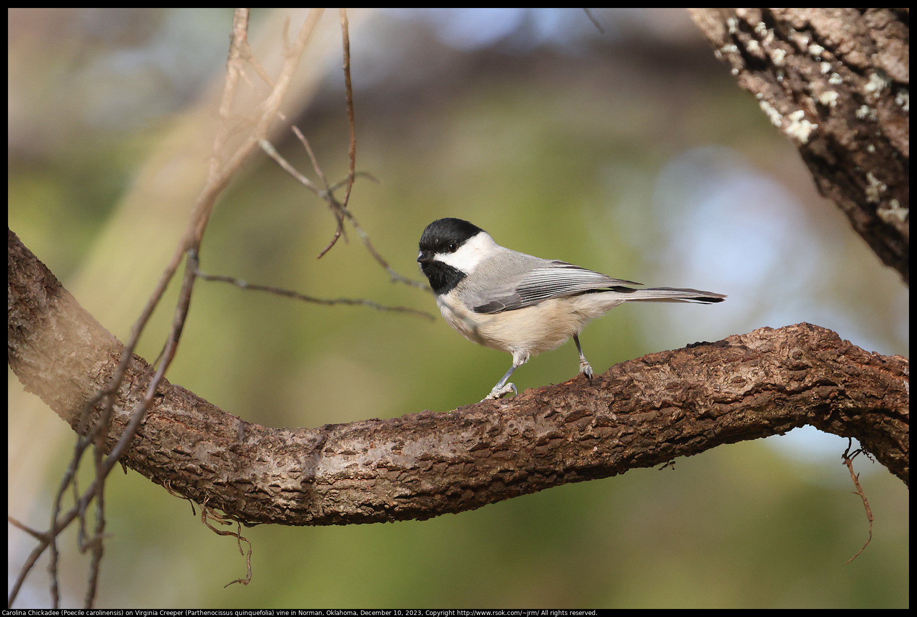 Carolina Chickadee (Poecile carolinensis) on Virginia Creeper (Parthenocissus quinquefolia) vine in Norman, Oklahoma, December 10, 2023