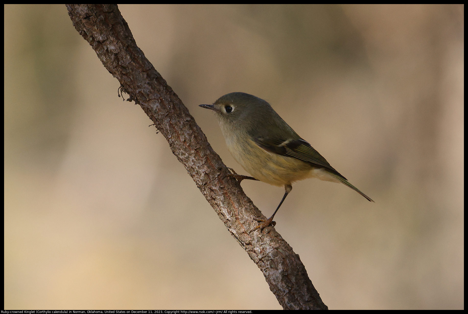Ruby-crowned Kinglet (Corthylio calendula) in Norman, Oklahoma, United States on December 11, 2023