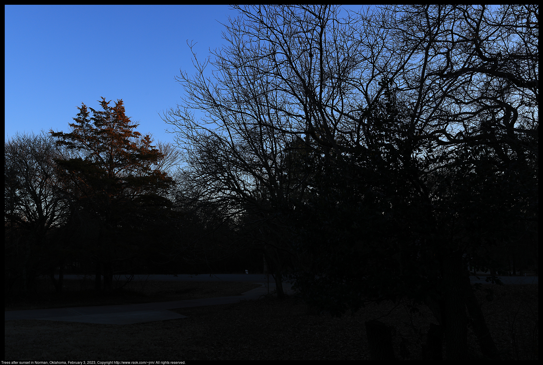 Trees after sunset in Norman, Oklahoma, February 3, 2023