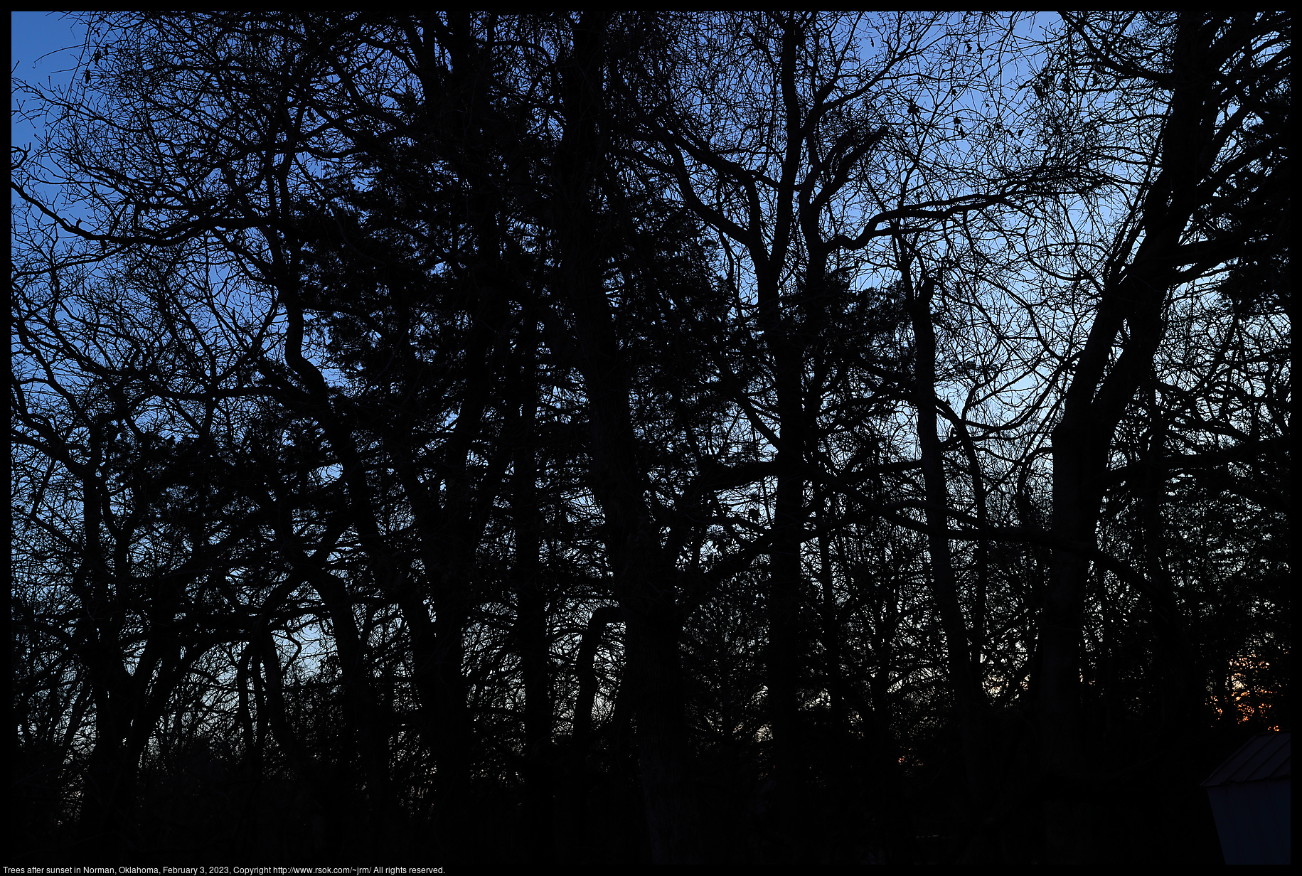 Trees after sunset in Norman, Oklahoma, February 3, 2023