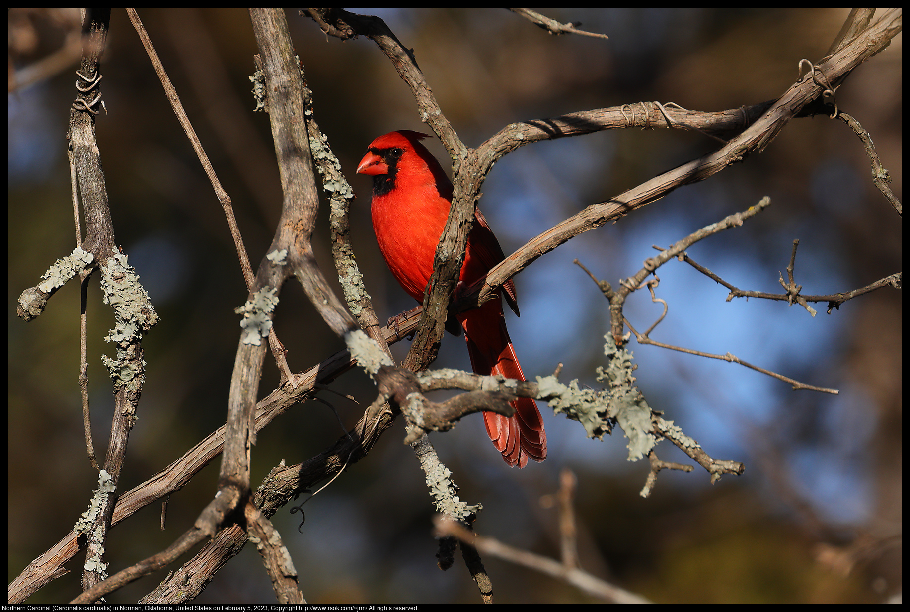 Northern Cardinal (Cardinalis cardinalis) in Norman, Oklahoma, United States on February 5, 2023