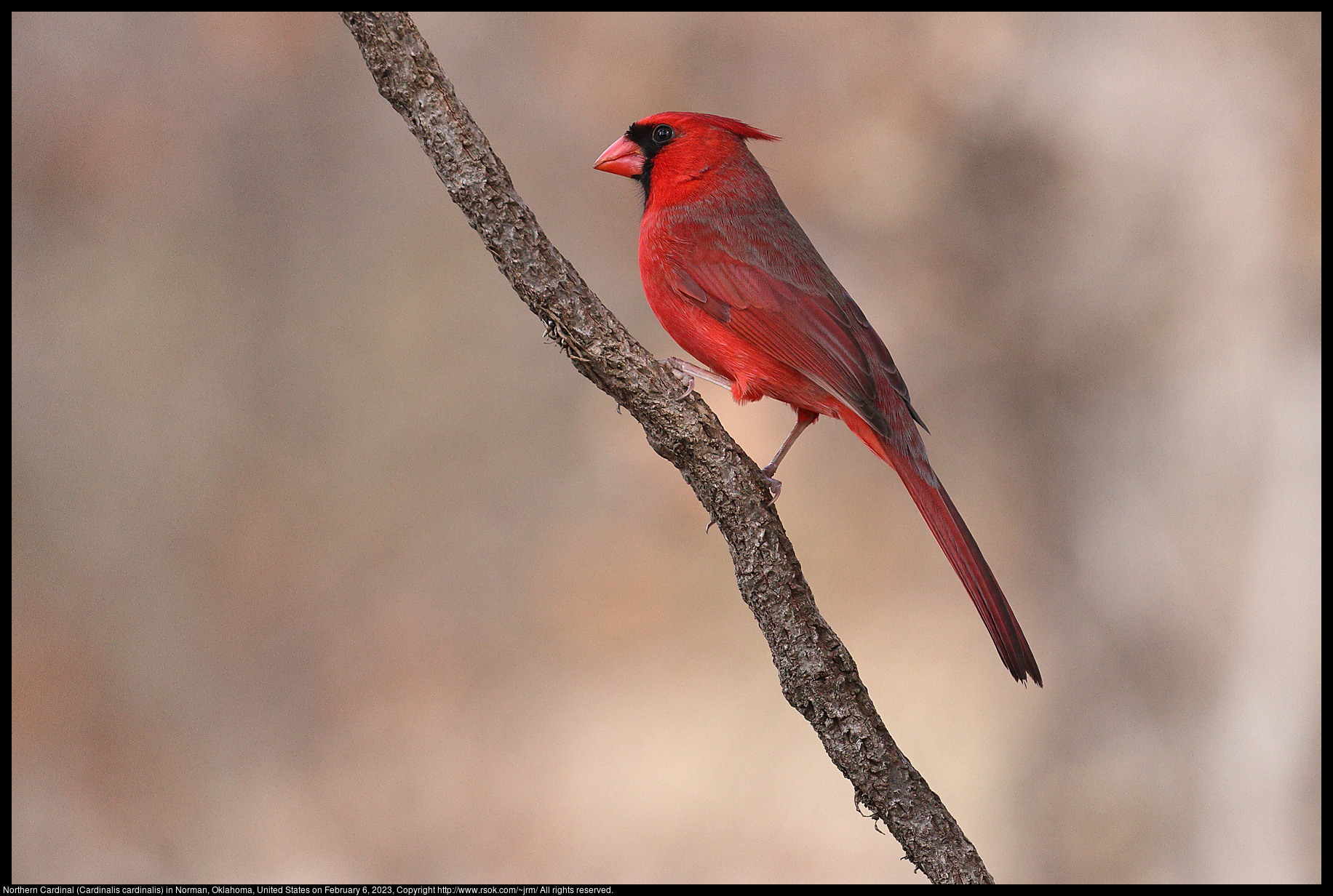 Northern Cardinal (Cardinalis cardinalis) in Norman, Oklahoma, United States on February 6, 2023