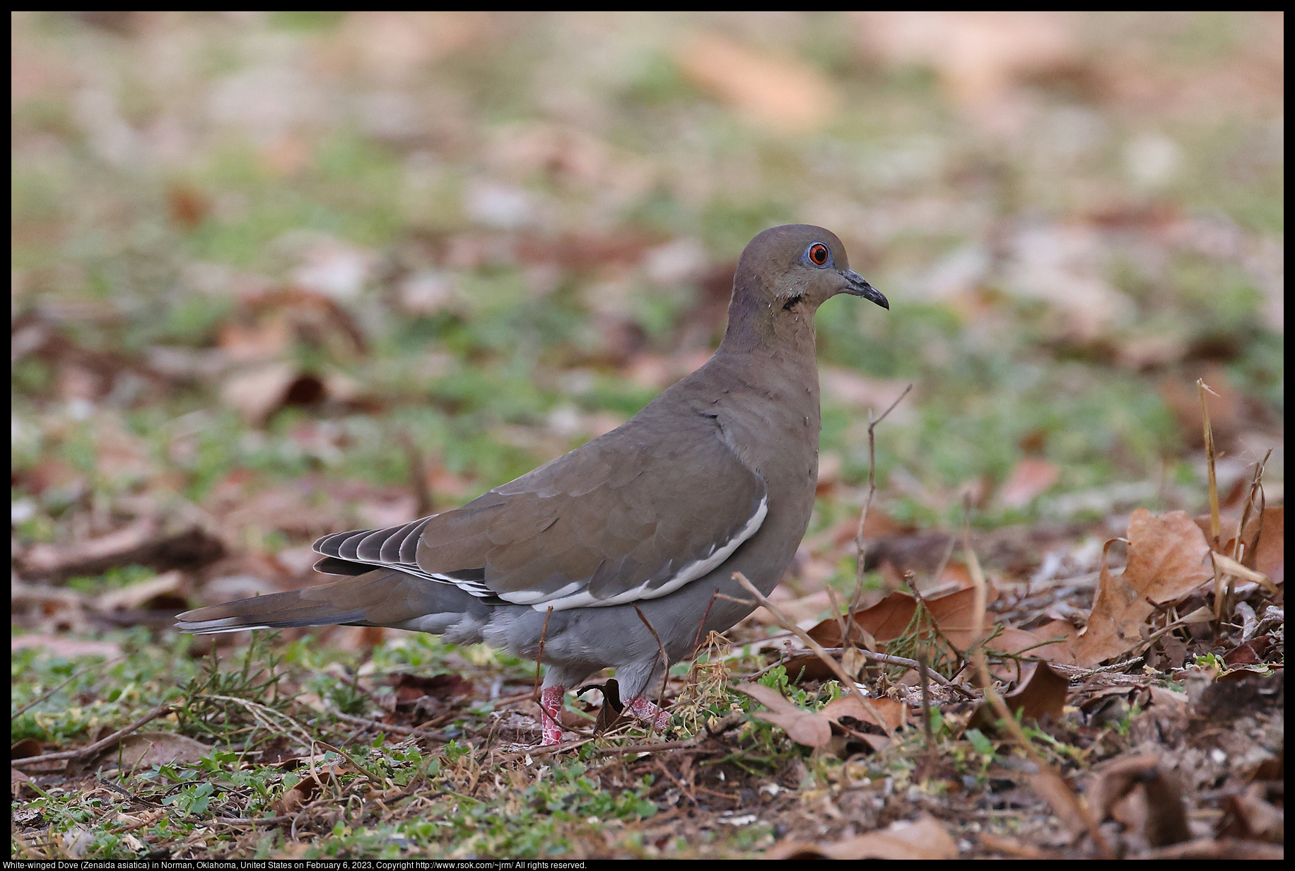 White-winged Dove (Zenaida asiatica) in Norman, Oklahoma, United States on February 6, 2023