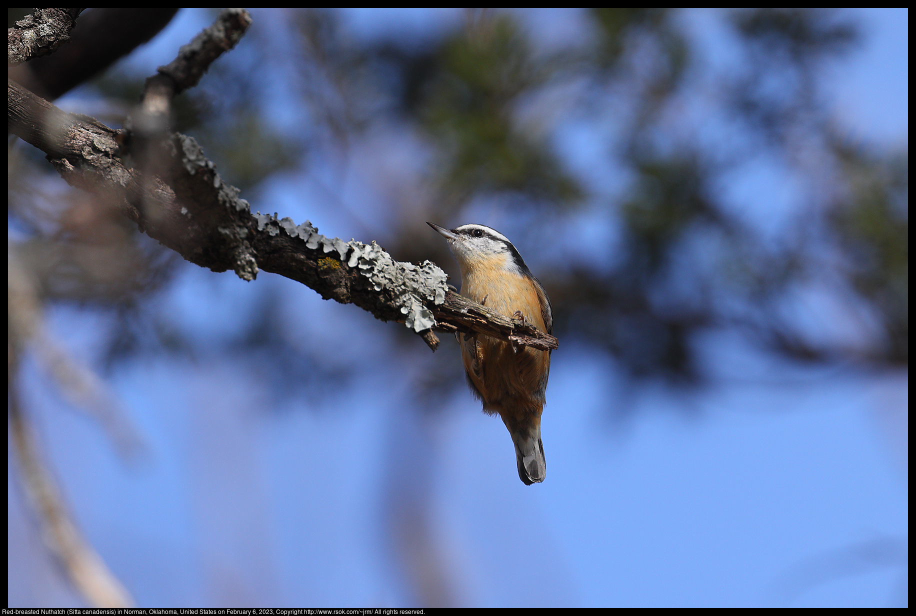 Red-breasted Nuthatch (Sitta canadensis) in Norman, Oklahoma, February 6, 2023