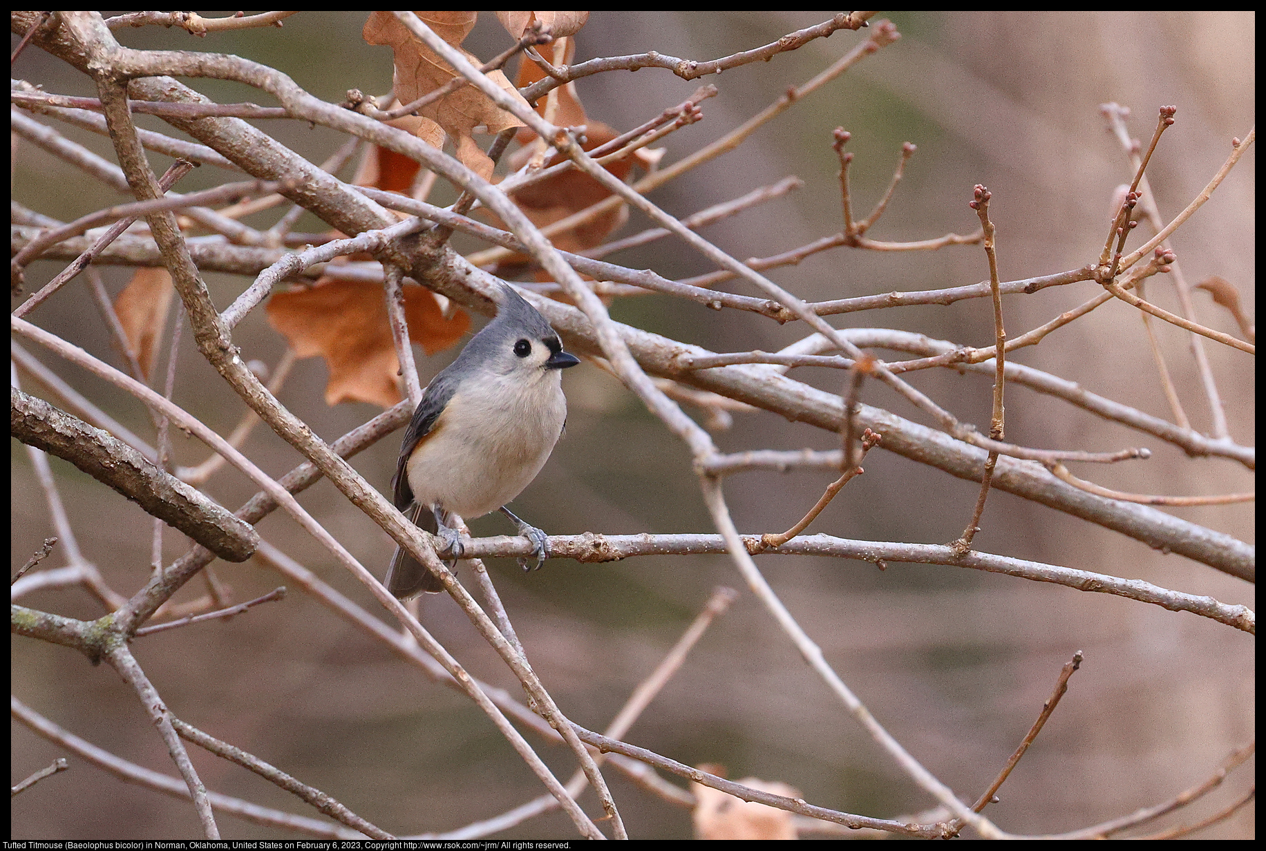 Tufted Titmouse (Baeolophus bicolor) in Norman, Oklahoma, United States on February 6, 2023