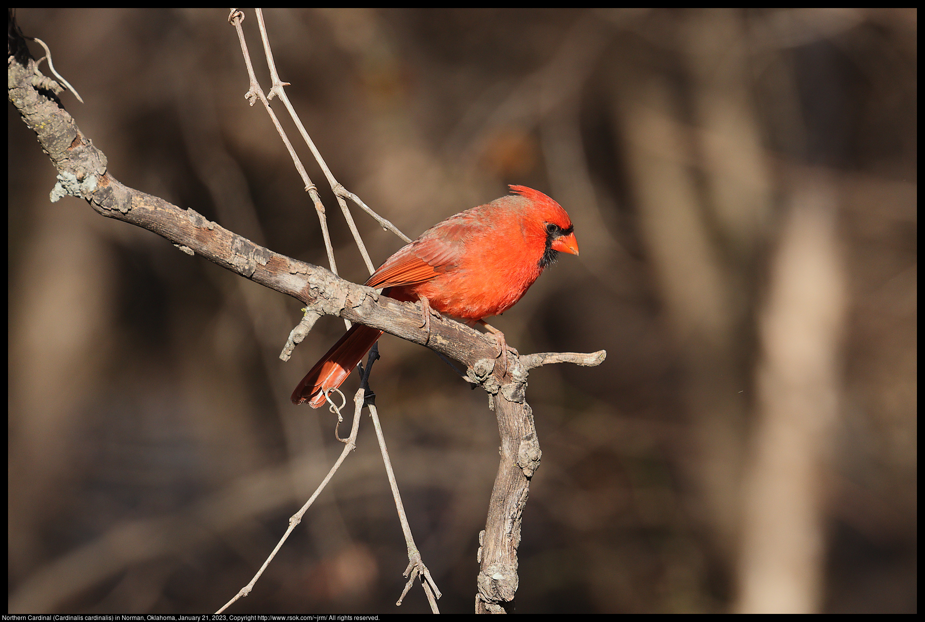 Northern Cardinal (Cardinalis cardinalis) in Norman, Oklahoma, January 21, 2023