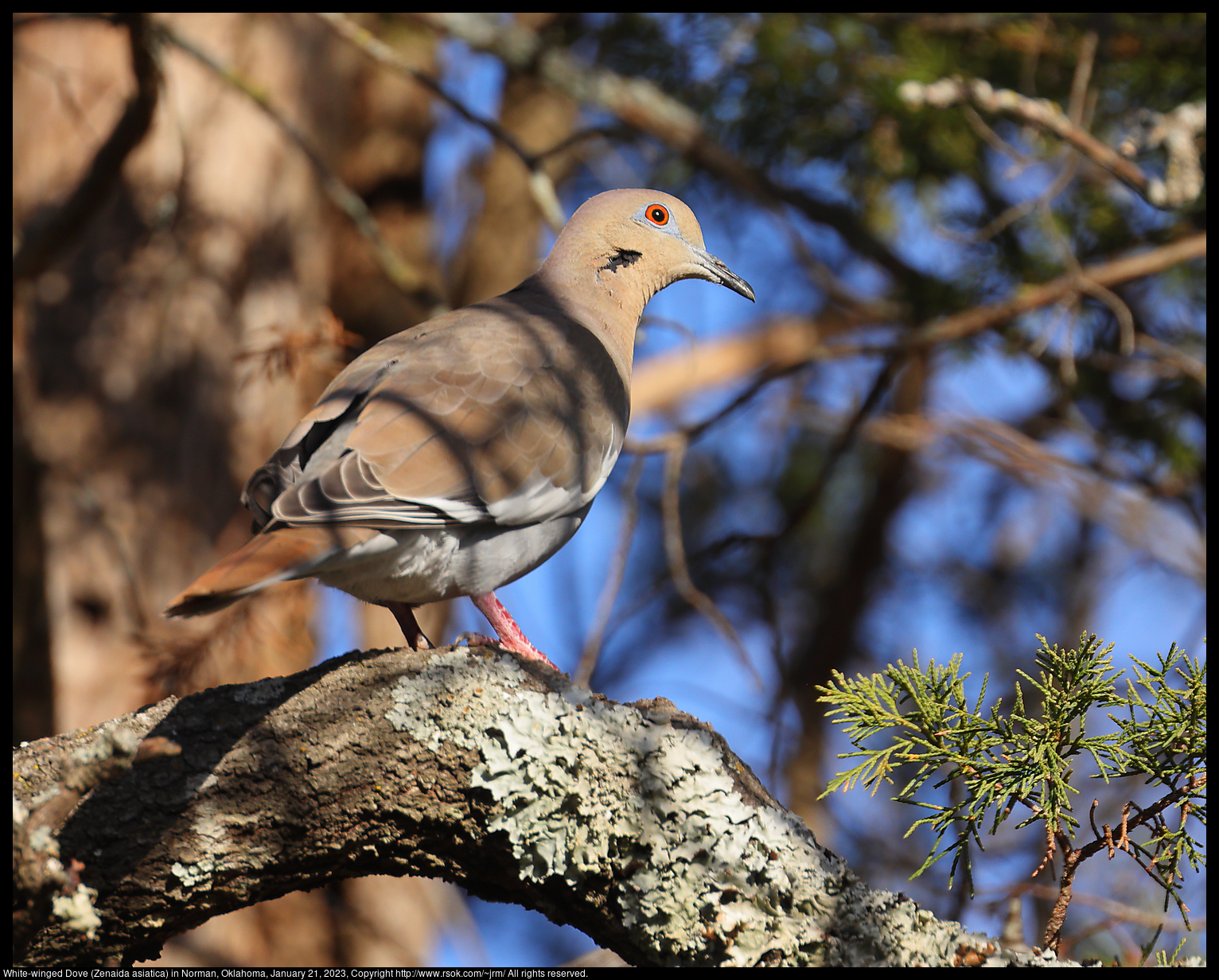 White-winged Dove (Zenaida asiatica) in Norman, Oklahoma, January 21, 2023