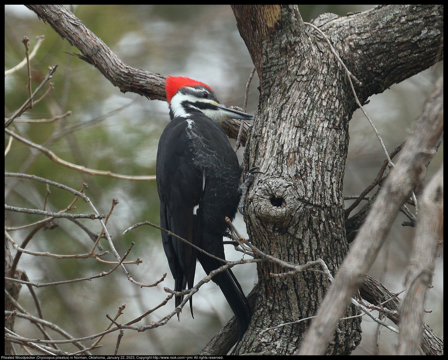 Pileated Woodpecker (Dryocopus pileatus) in Norman, Oklahoma, January 22, 2023