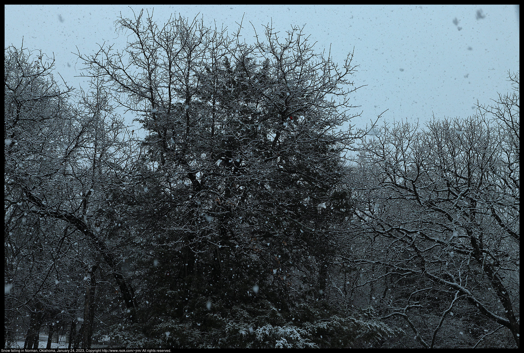 Snow falling in Norman, Oklahoma, January 24, 2023
