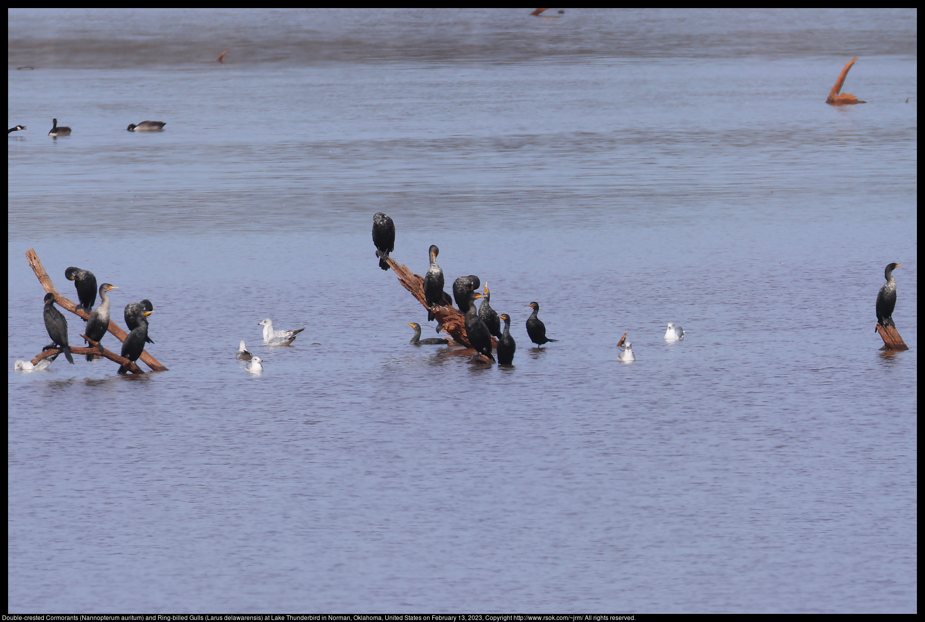 Double-crested Cormorants (Nannopterum auritum) and Ring-billed Gulls (Larus delawarensis) at Lake Thunderbird in Norman, Oklahoma, United States on February 13, 2023