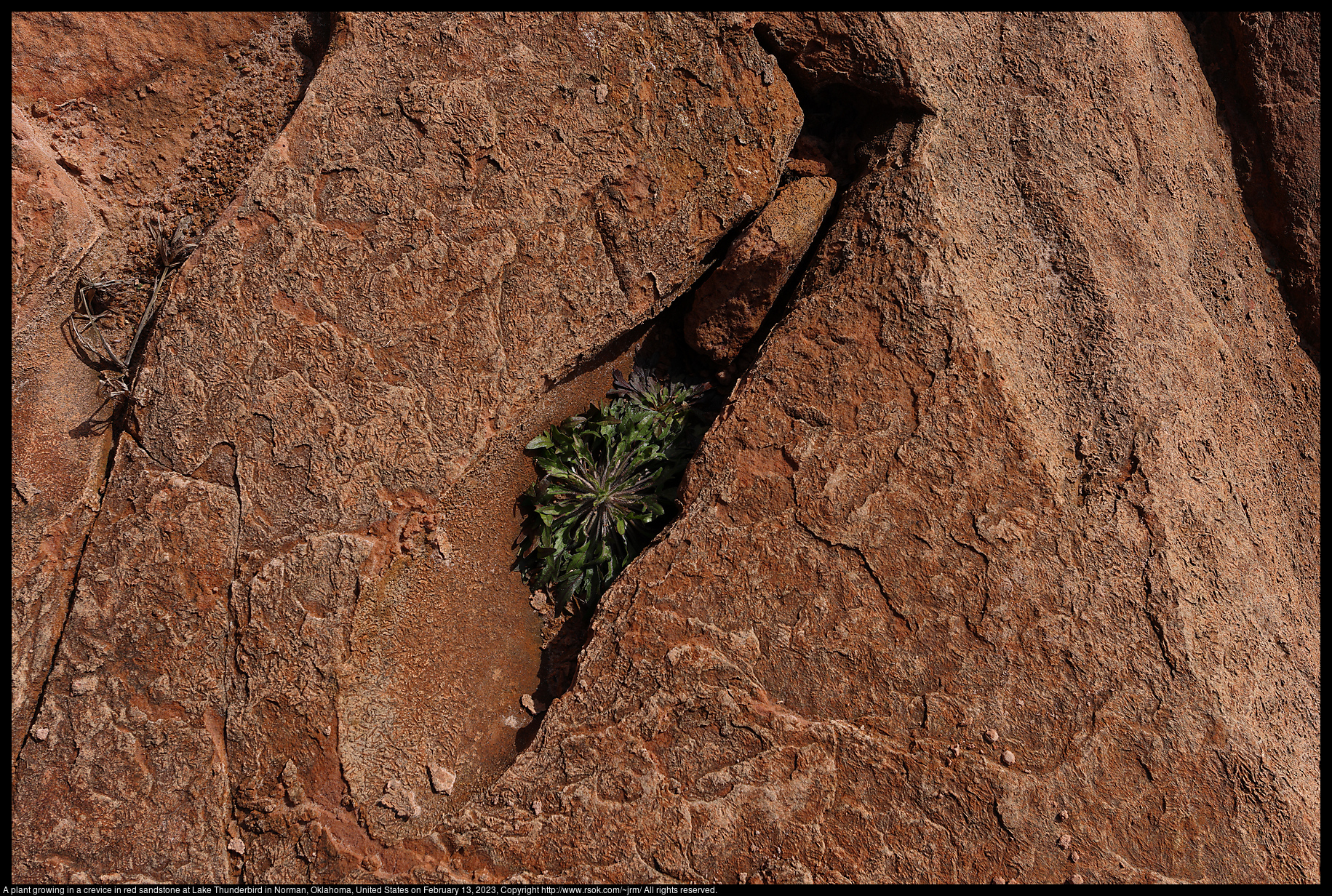 A plant growing in a crevice in red sandstone at Lake Thunderbird in Norman, Oklahoma, United States on February 13, 2023
