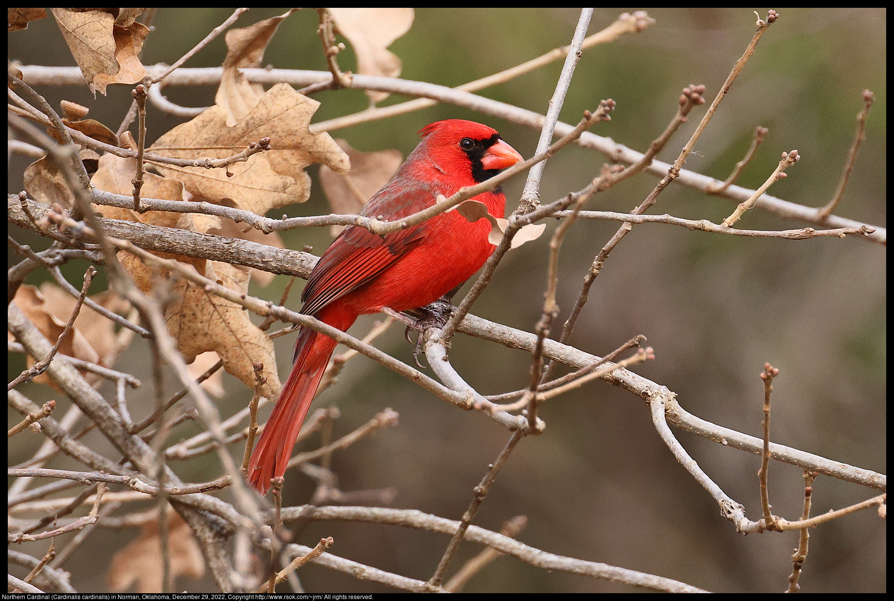 Northern Cardinal (Cardinalis cardinalis) in Norman, Oklahoma, December 29, 2022