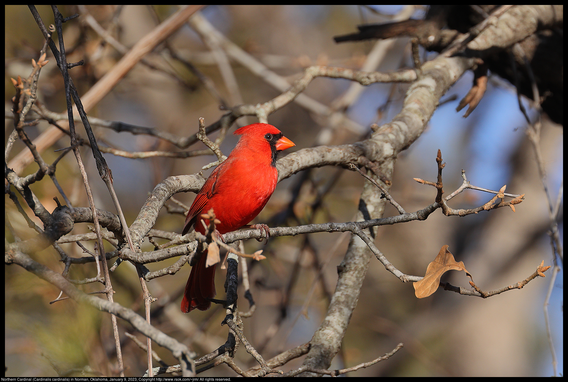 Northern Cardinal (Cardinalis cardinalis) in Norman, Oklahoma, January 9, 2023