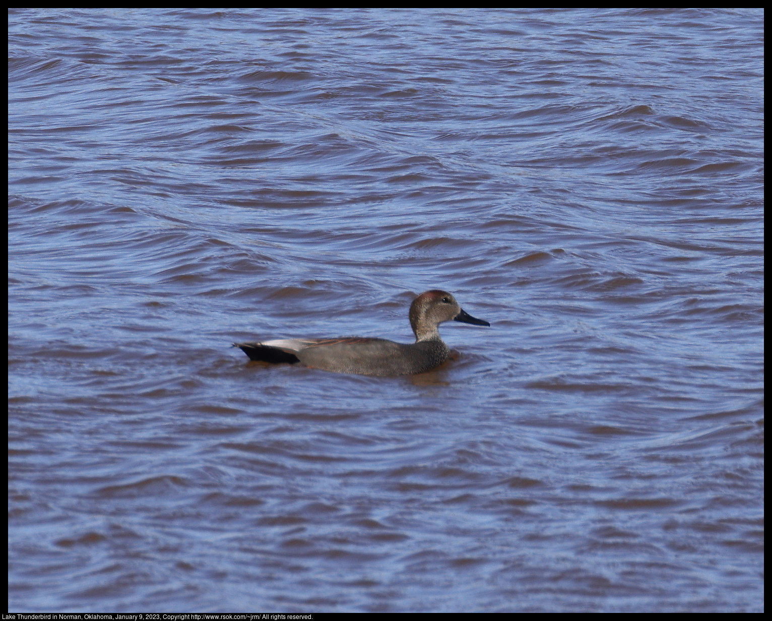 Gadwall (Mareca strepera) at Lake Thunderbird in Norman, Oklahoma, January 9, 2023