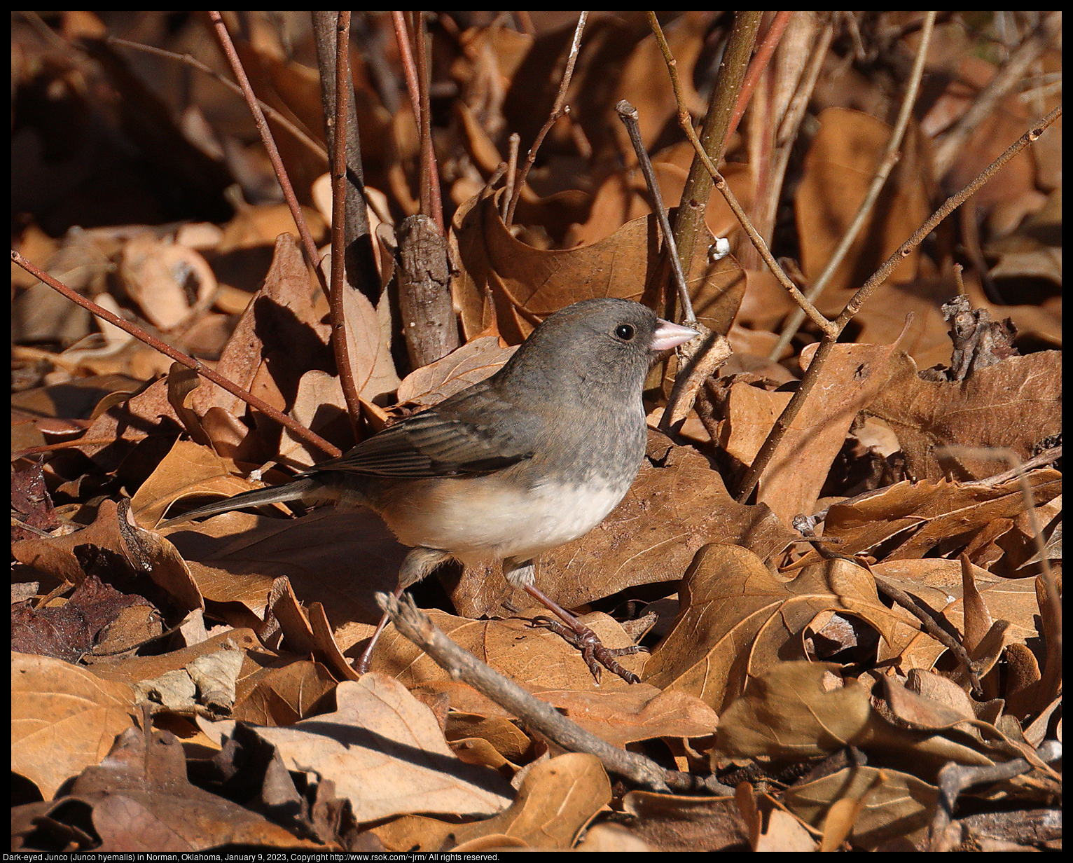 Dark-eyed Junco (Junco hyemalis) in Norman, Oklahoma, January 9, 2023