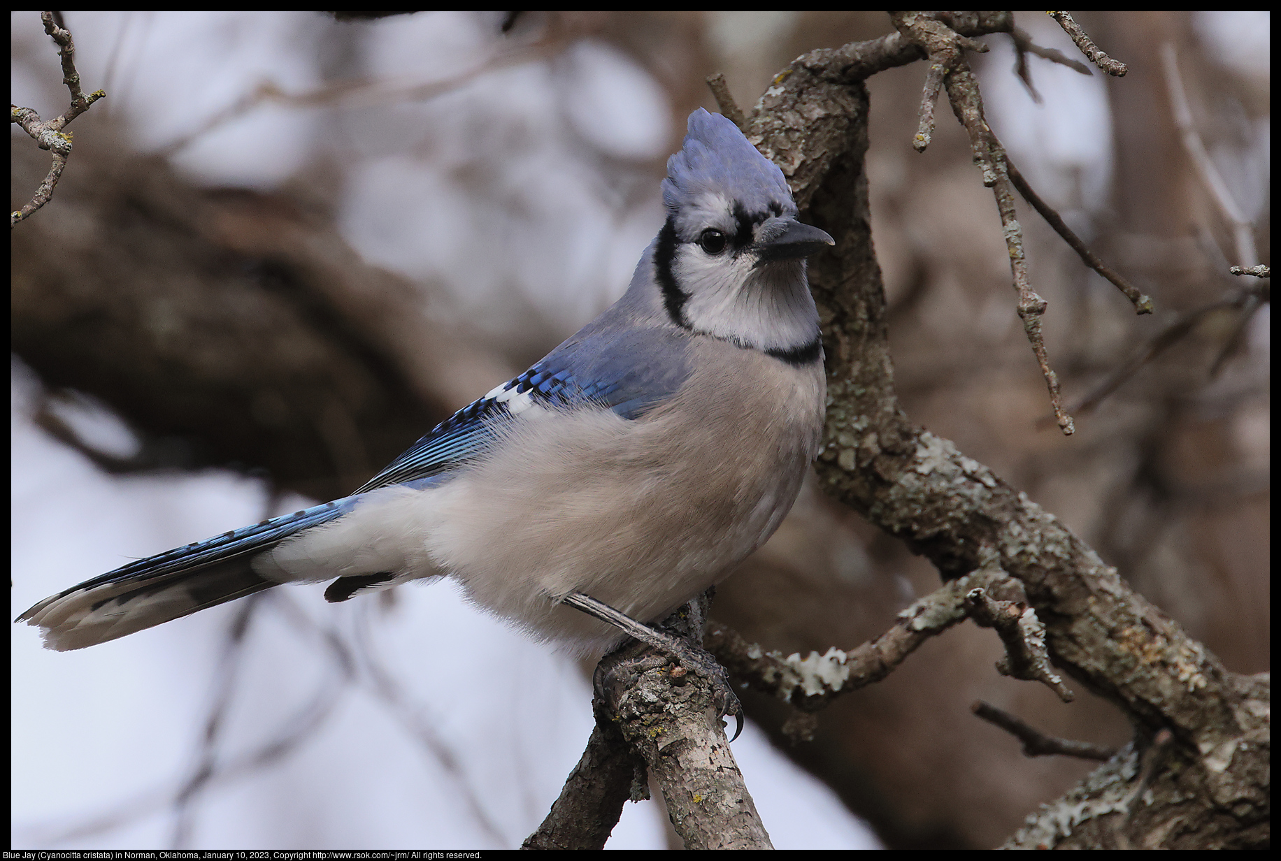 Blue Jay (Cyanocitta cristata) in Norman, Oklahoma, January 10, 2023