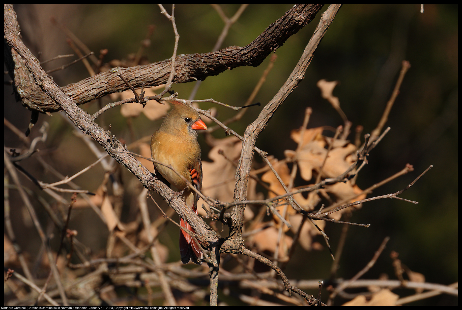 Northern Cardinal (Cardinalis cardinalis) in Norman, Oklahoma, January 13, 2023