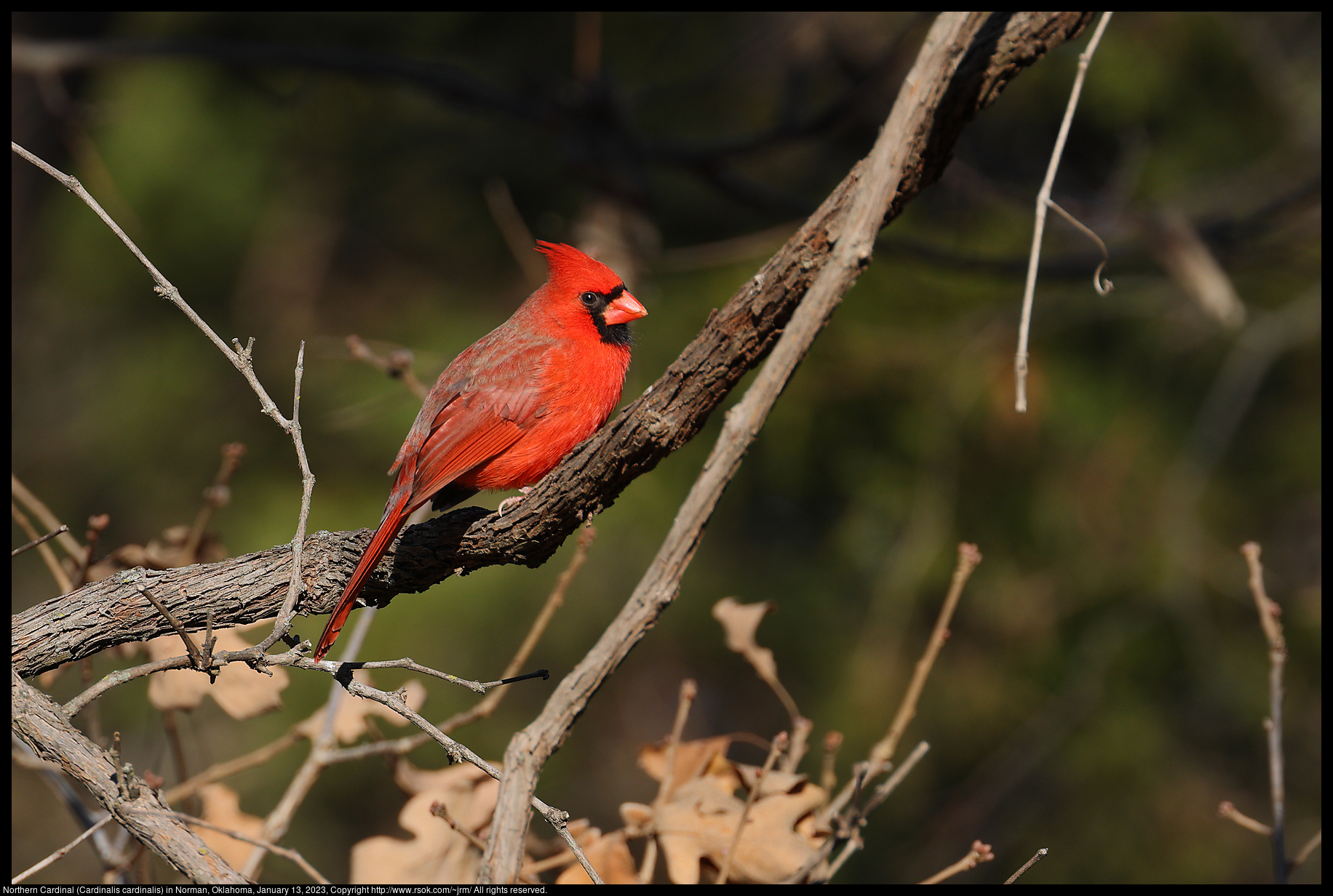 Northern Cardinal (Cardinalis cardinalis) in Norman, Oklahoma, January 13, 2023