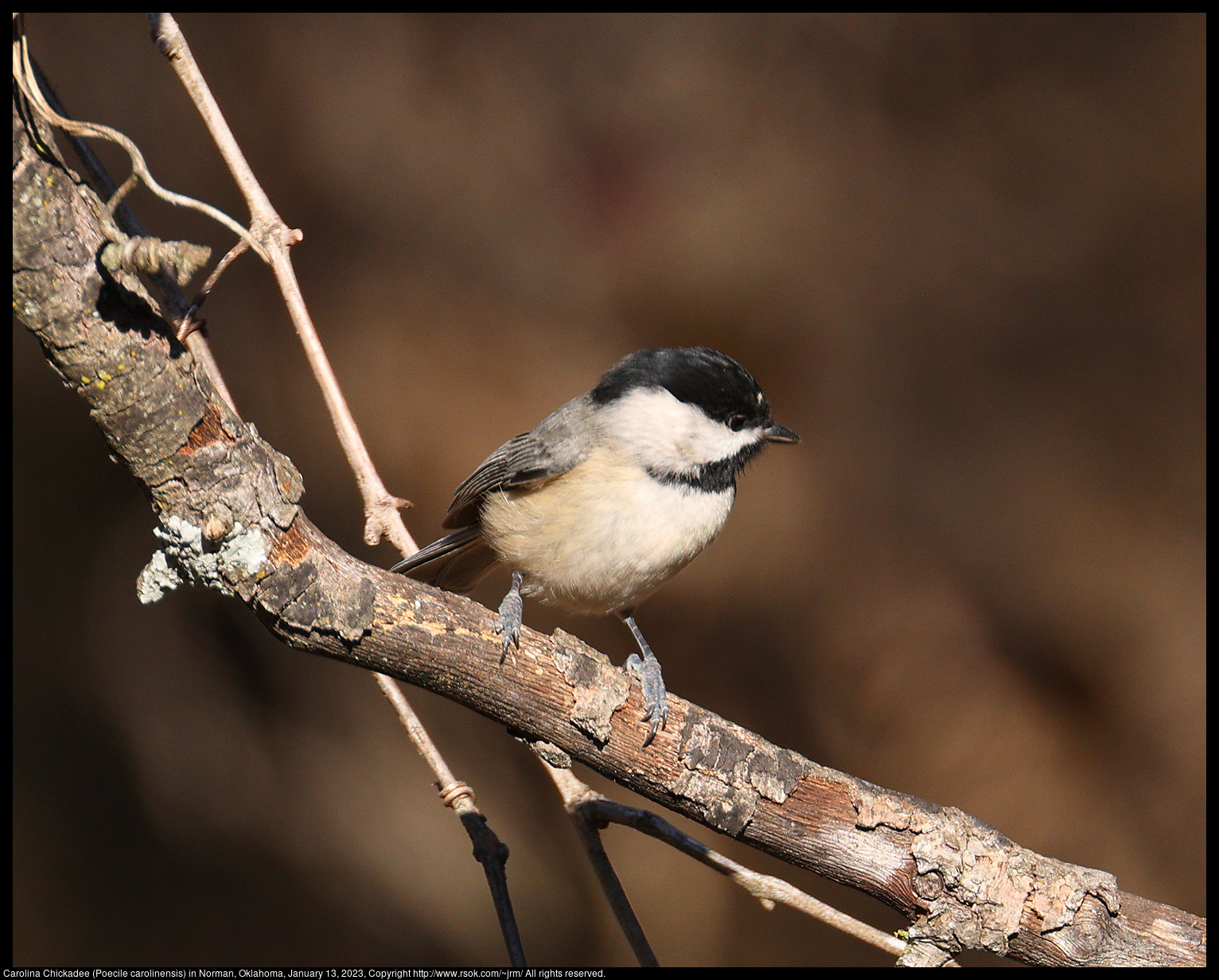 Carolina Chickadee (Poecile carolinensis) in Norman, Oklahoma, January 13, 2023