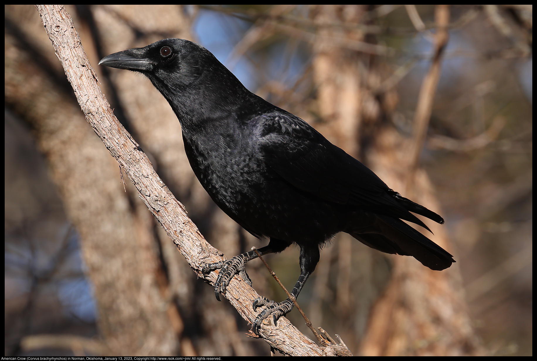 American Crow (Corvus brachyrhynchos) in Norman, Oklahoma, January 13, 2023