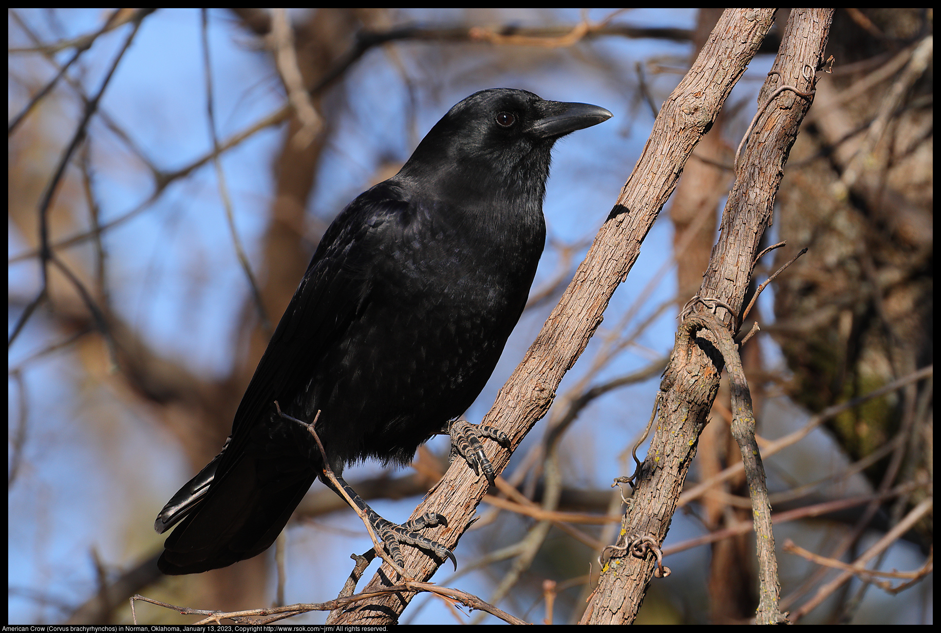 American Crow (Corvus brachyrhynchos) in Norman, Oklahoma, January 13, 2023