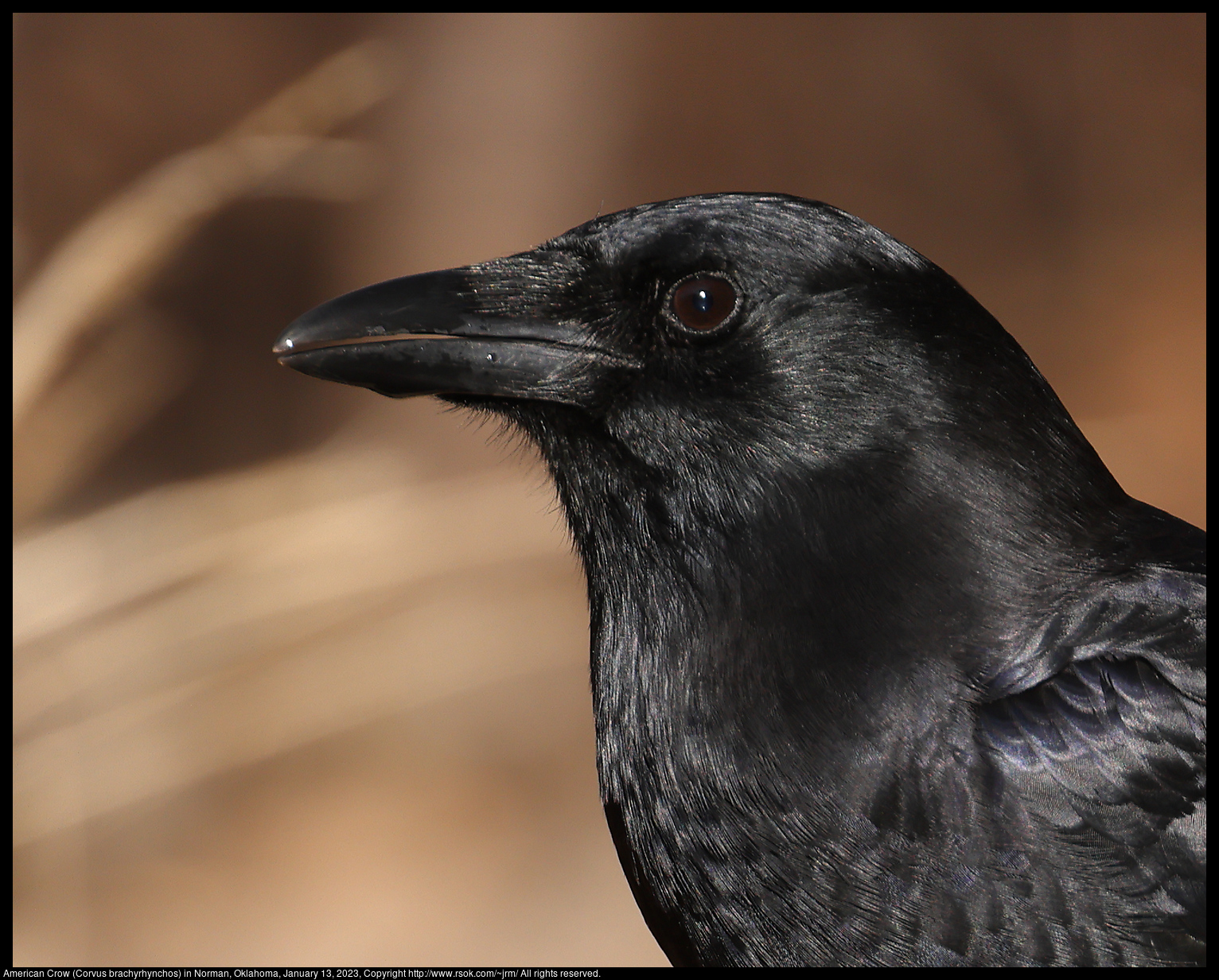 American Crow (Corvus brachyrhynchos) in Norman, Oklahoma, January 13, 2023