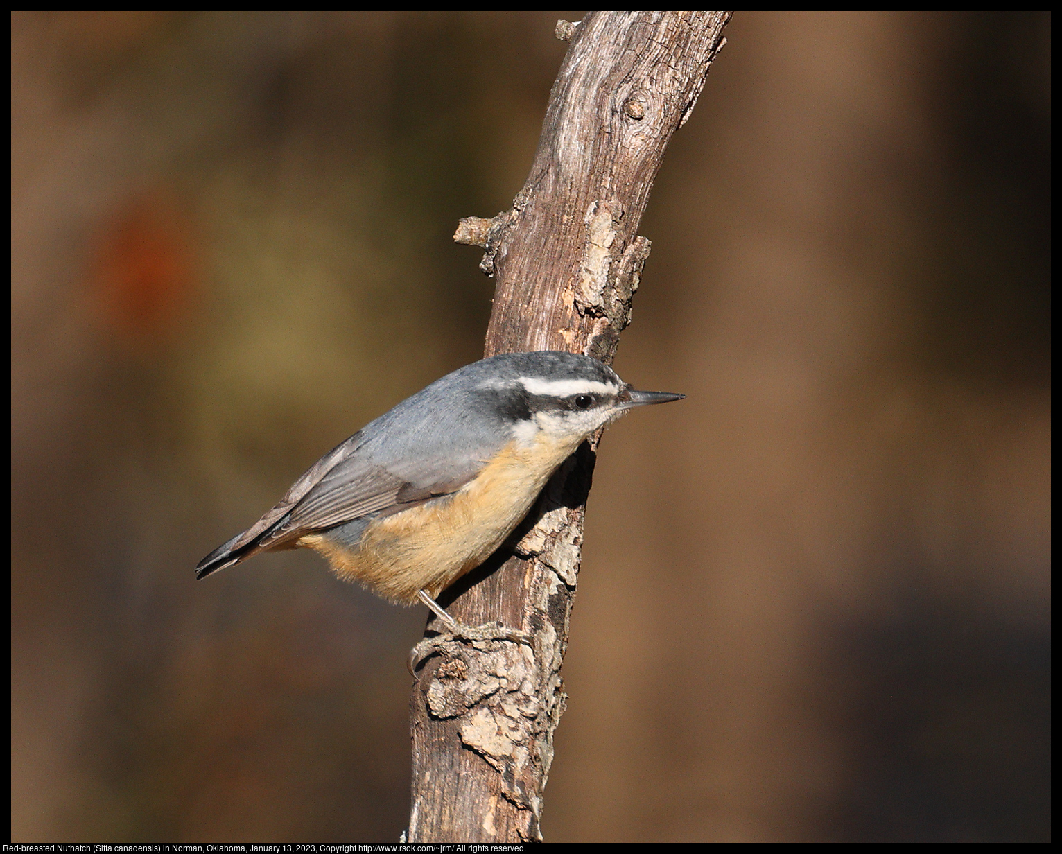 Red-breasted Nuthatch (Sitta canadensis) in Norman, Oklahoma, January 13, 2023