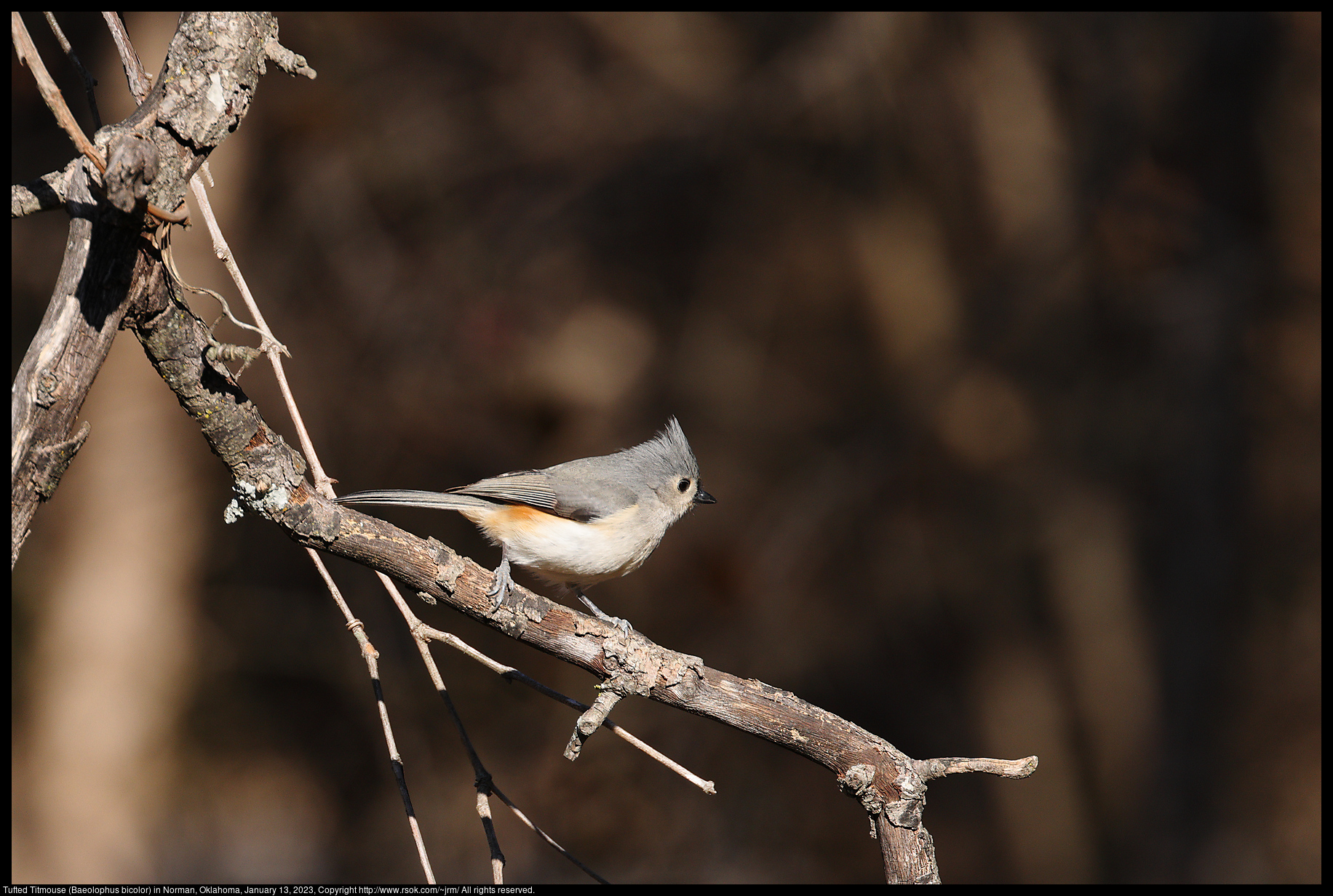 Tufted Titmouse (Baeolophus bicolor) in Norman, Oklahoma, January 13, 2023