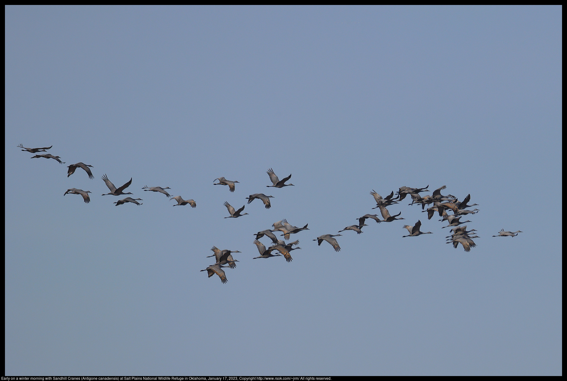 Early on a winter morning with Sandhill Cranes (Antigone canadensis) at Salt Plains National Wildlife Refuge in Oklahoma, January 17, 2023